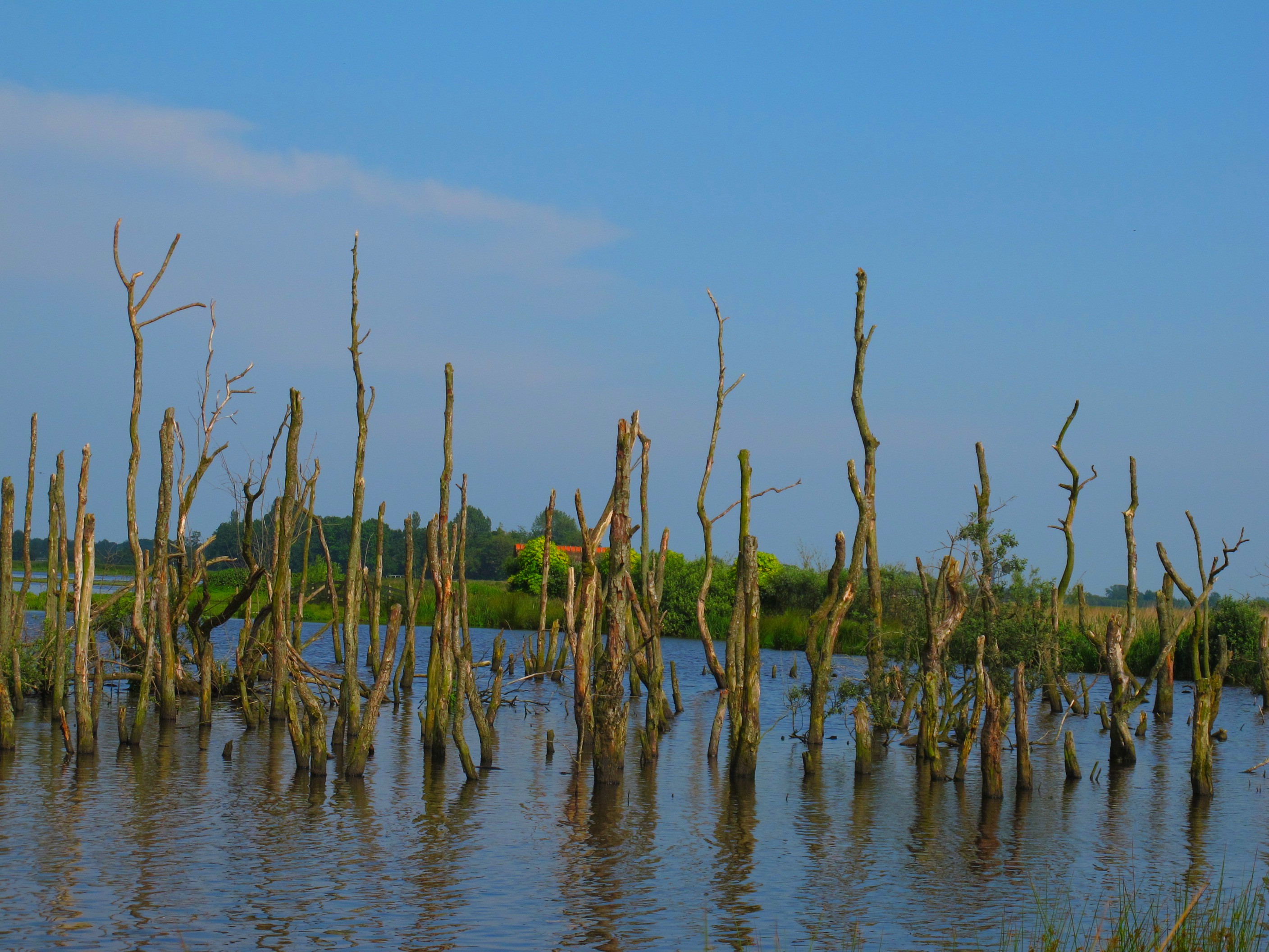 This is a photo or sound file made in De Alde Feanen National Park in the Netherlands, with the main subject of the file in the category: flora