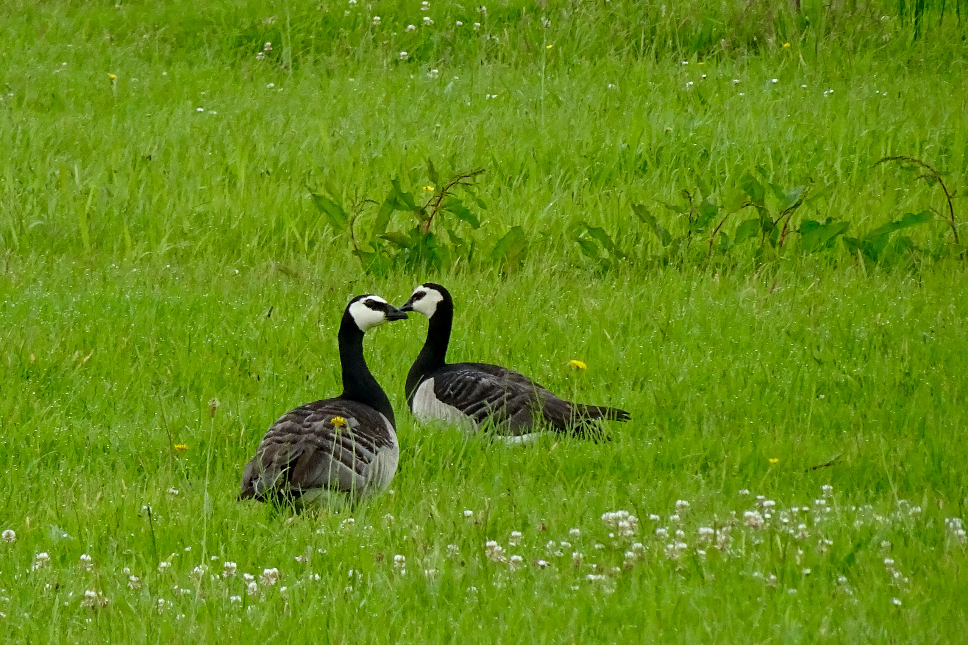 Brandganzen in het natuurgebied de Alde Feanen