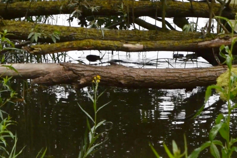Dutch/ English
Gister vertelde ik dat ik 's ochtends vroeg al op pad was in de Biesbosch. Om 04:30 in de ochtendschemer was ik al paraat om het wandelpad op te gaan. Gympen aan en lopend op het gras langs het pad wandelde ik de absolute stilte in. Voorzichtig piepte het eerste ochtendlicht over de kim. Geen pratende mensen, geen honden, geen auto's in de verte, geen geluiden van de Moerdijkindustrie en zelfs de langsvarende schepen maakten nauwelijks geluid. Een eind op weg begonnen de eerste vogels zich te roeren met voorzichtig gekwebbel. Niet te hard want de eerste is voor de poes. Net halverwege het pad wat over de aanwas van de Nieuwe Merwede loopt, hoorde ik een voor mij onbekend geluid. Tjop tjop tjop.......tjop tjop tjop tjop......tjop. Nieuwsgierig geworden naar wat het zou kunnen zijn hurkte ik neer langs de rivierbedding. Onder een half in het water hangende afgebroken tak kwam het vandaan. Het kwam niet overeen met de deining van het water. Dat kon het niet zijn. Zachtjes vervolgde het ge-tjop. En toen plotseling op een afstand van nauwelijks een armlengte kwam van rechts een bever langs glijden door het water. Het dier had mij niet geroken en niet opgemerkt. Als versteend van verbazing en een gevoel om het uit te roepen onderdrukkend bleef ik doodstil zitten en keek hem na hoe hij langzaam naar links de rivierbedding volgde. Snel ben ik stroomopwaarts gelopen, geen geluid makend. Daar bij de volgende inham zag ik langs de waterrand het water in kringetjes bewegen. Daar lag hij etend van de rietwortels. Tjop tjop tjop... Bij het wegzwemmen heb ik m'n filmcamera aangezet om toch in ieder geval iets te hebben. Hier een "still" uit een paar seconden beeld van een wonderlijke ontmoeting. (Daar het nog een bescheiden ochtendschemer was is het beeld ook wat verhelderd.)

Yesterday I told, I was already on my way early in the Biesbosch area. At 4:30 in the morning dusk, I was already ready to go on the walking path. Sneakers on my feet and walking on the grass along the path I walked into the absolute silence. Carefully the first morning light squeaked over the horizon. No talking people, no dogs, no cars in the distance, no noises from the nearby industry and even the passing ships hardly sounded. A long way on, the first birds started to stir with cautious gibbering. Not too loud because the first is food for the cat. Just halfway down the path that runs over the marsh of the New Merwede, I heard a sound unknown to me. Tjop tjop tjop ....... tjop tjop tjop ...... tjop. Curious what it could be I crouched down along the riverbed. It came from under a broken branch half hanging in the water. It did not match the swell of the water. It could not be that. Softly it continued. And then suddenly at a distance of barely an arm's length from the right a beaver slipped through the water. The animal had not smelled or noticed me. As if petrified in amazement and a feeling to cry out, I remained sitting still and watched him follow the river bed slowly to the left. Quickly I walked upstream, making no sound. There, at the next inlet, I saw the water moving in circles along the water's edge. There he was eating from the reed roots. Tjop tjop tjop ... When he swam away, I turned on my film camera to at least have something. Here a "still" from a few seconds of a wonderful encounter. (Because it was still a modest morning dusk, the image is also clarified)