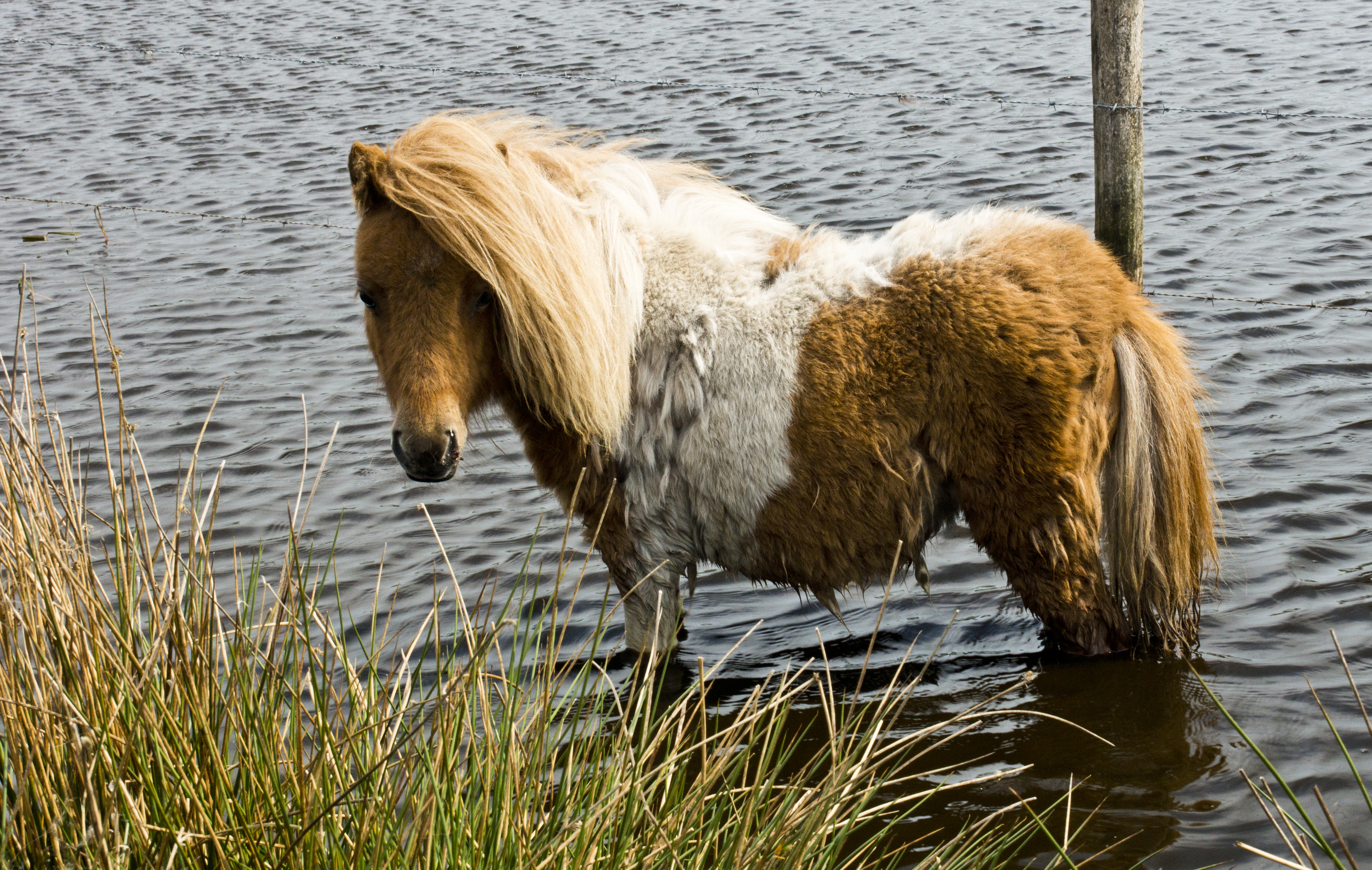 This is a photo or sound file made in De Groote Peel National Park in the Netherlands, with the main subject of the file in the category: animals