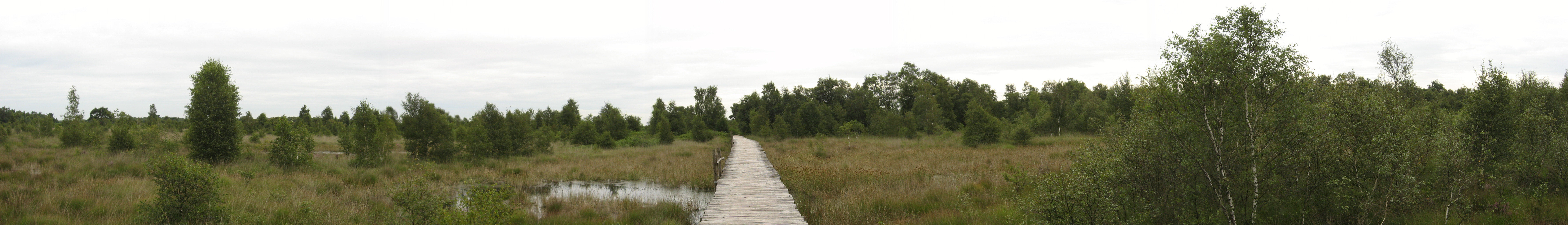 panorama of the Dutch national park "De Groote Peel" with a boardwalk