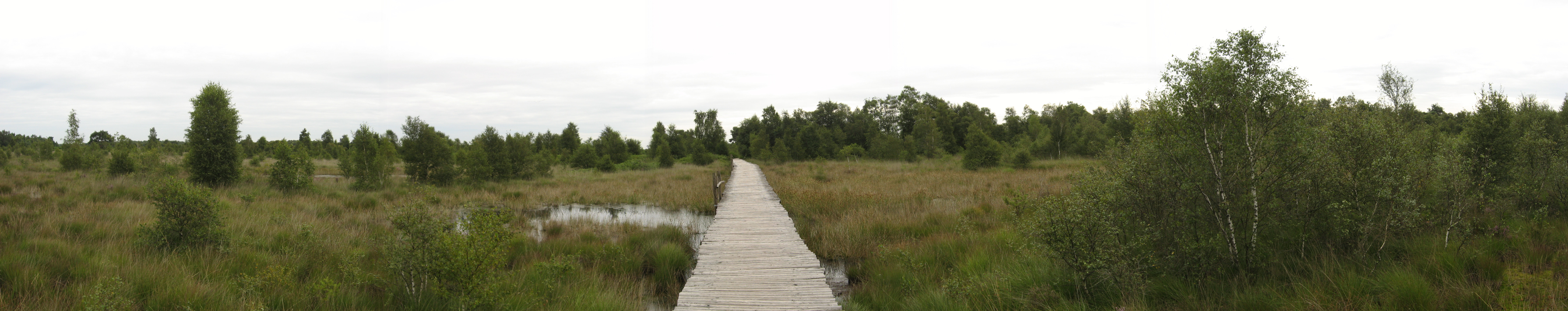panorama of the Dutch national park "De Groote Peel" with a boardwalk