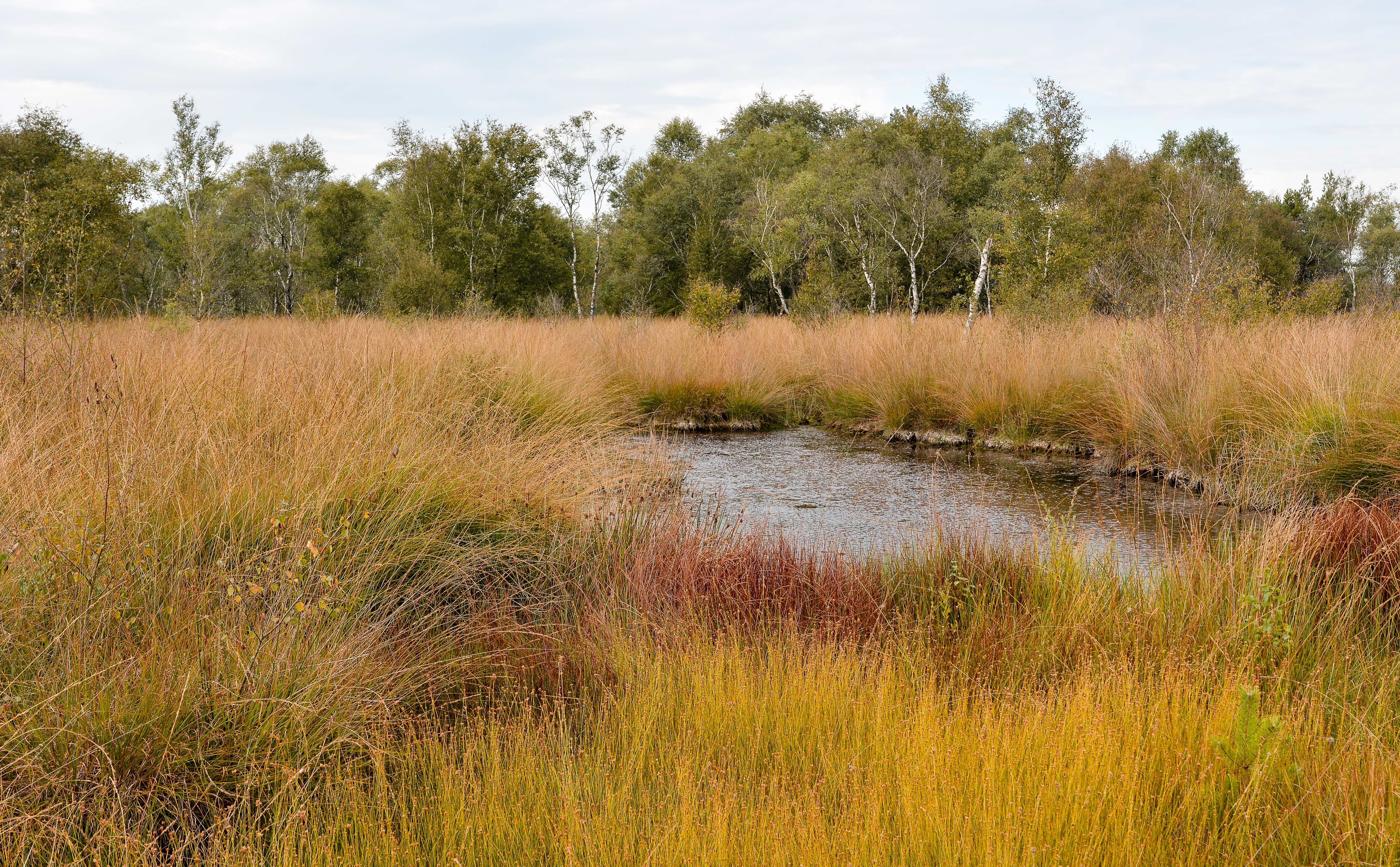Landscape at De Groote Peel National Park (Netherlands)