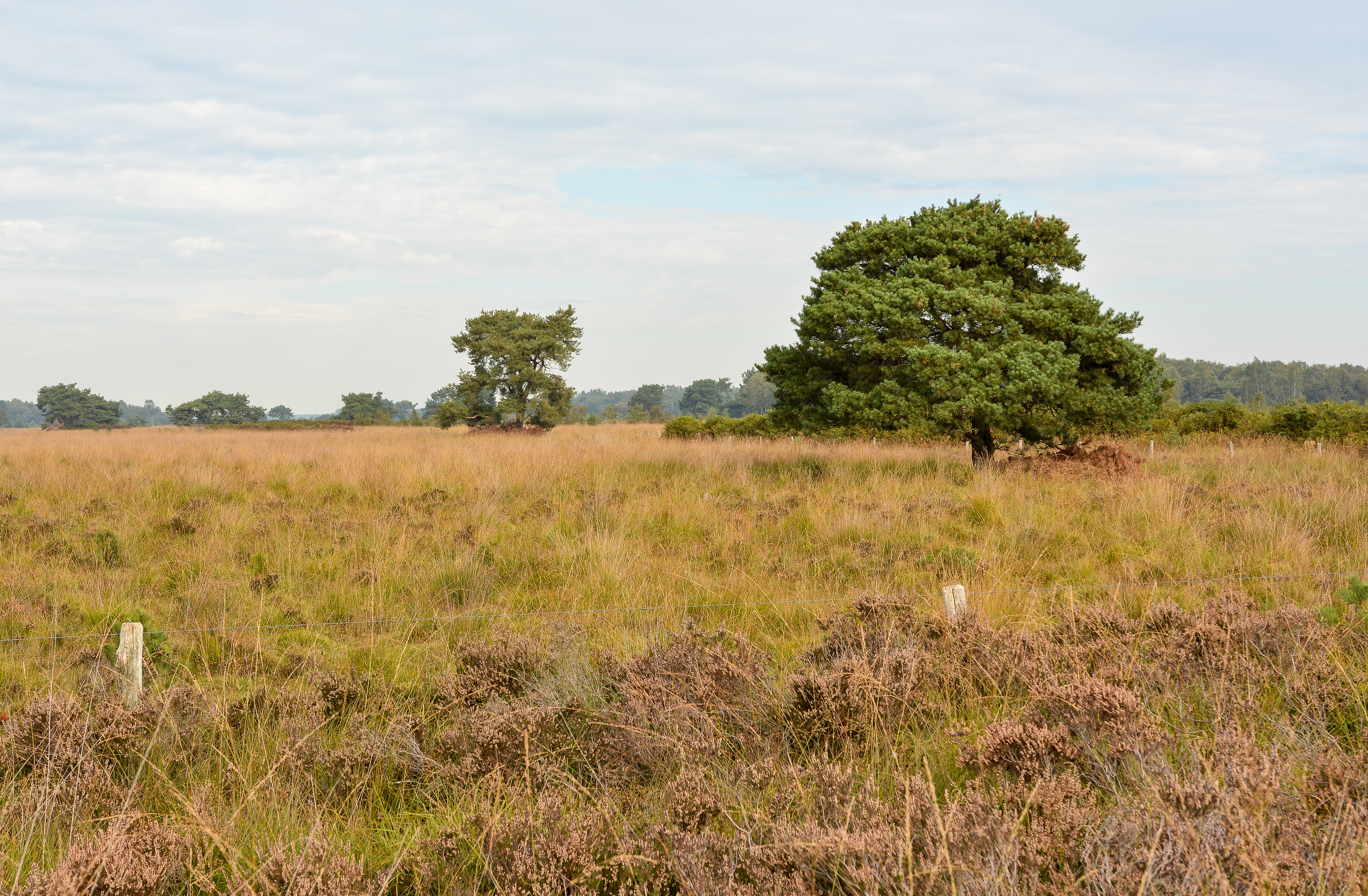 Landscape at De Groote Peel National Park (Netherlands)
