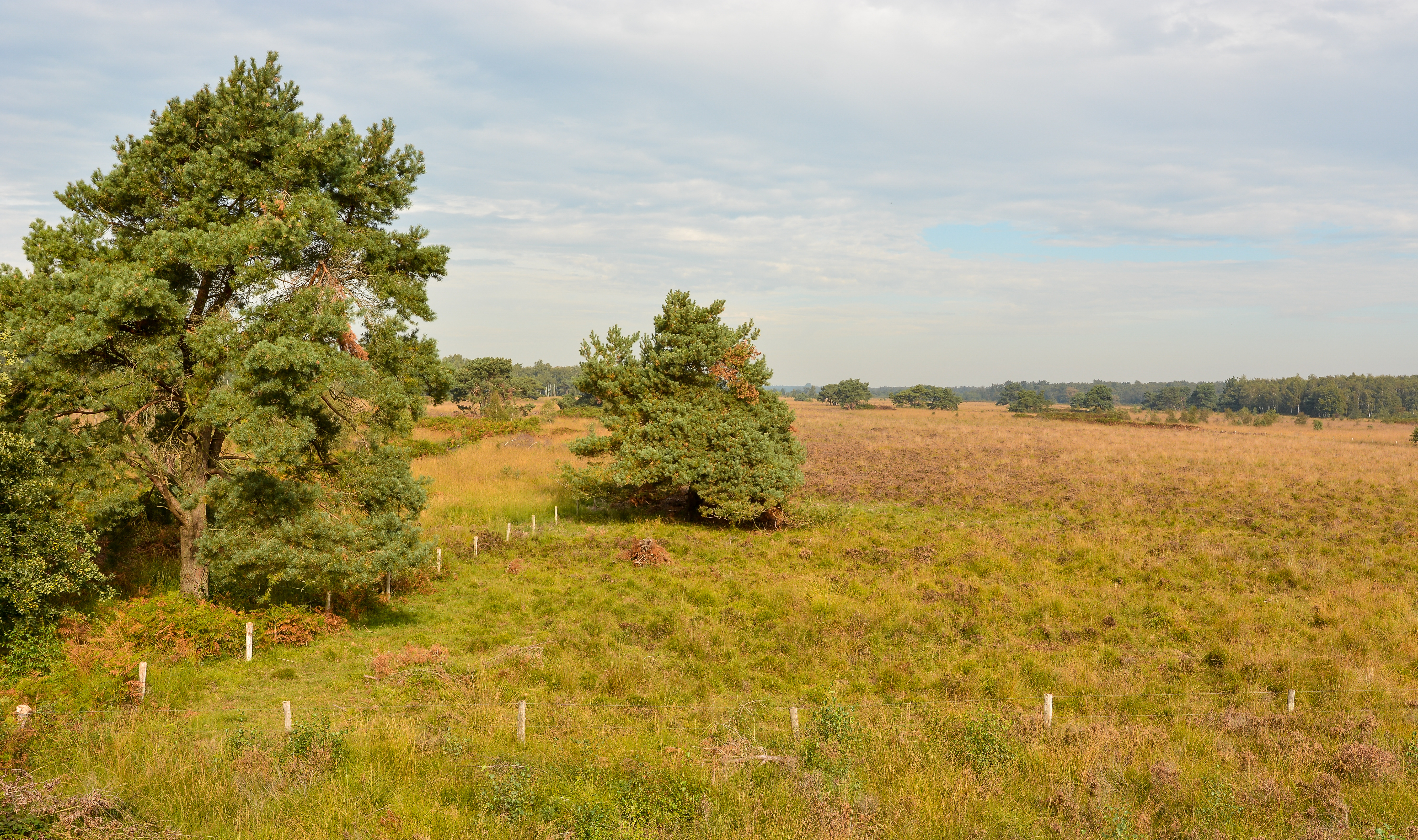 Landscape at De Groote Peel National Park (Netherlands)