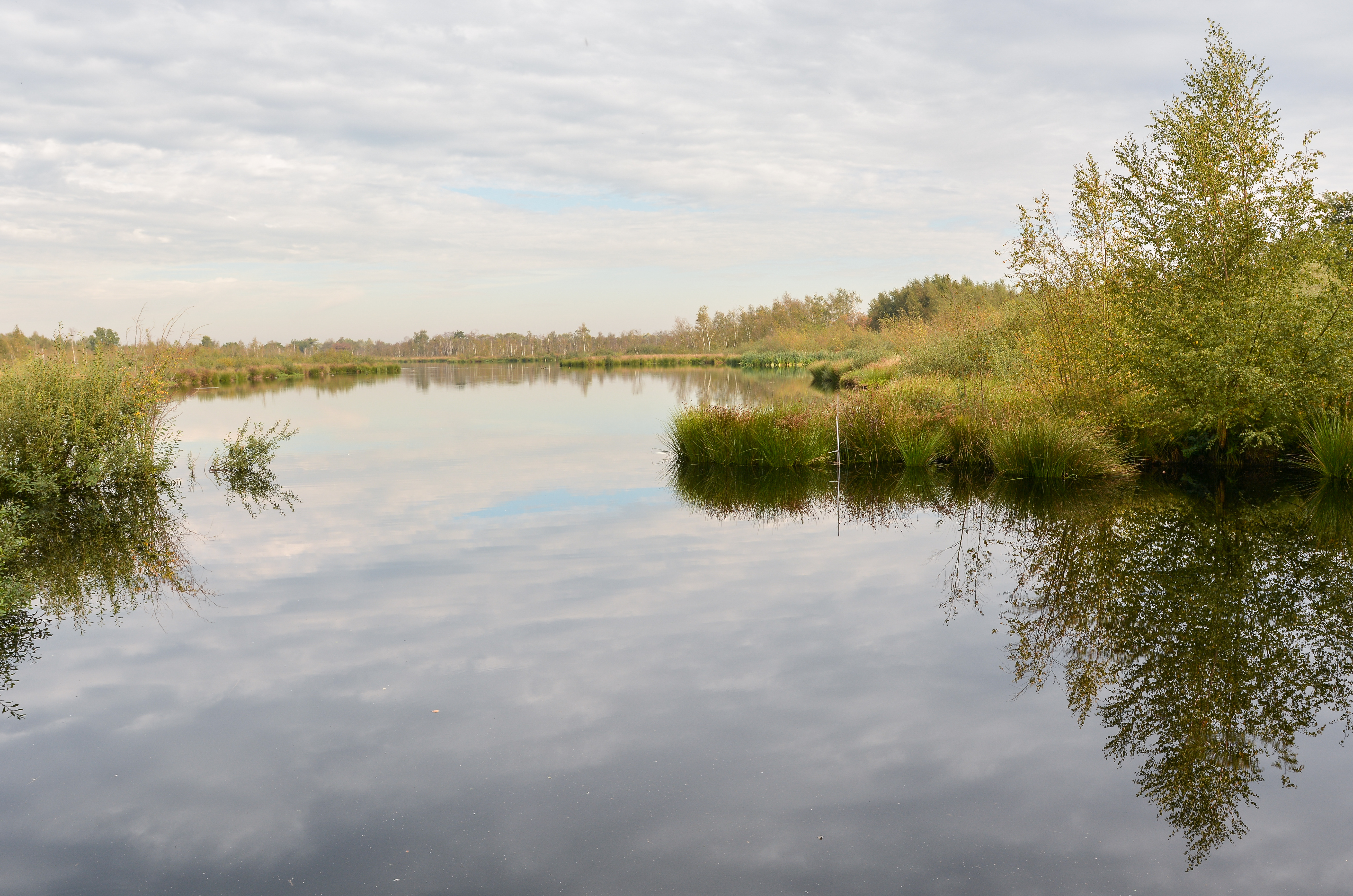 Landscape at De Groote Peel National Park (Netherlands) with pond Meerbaansblaak