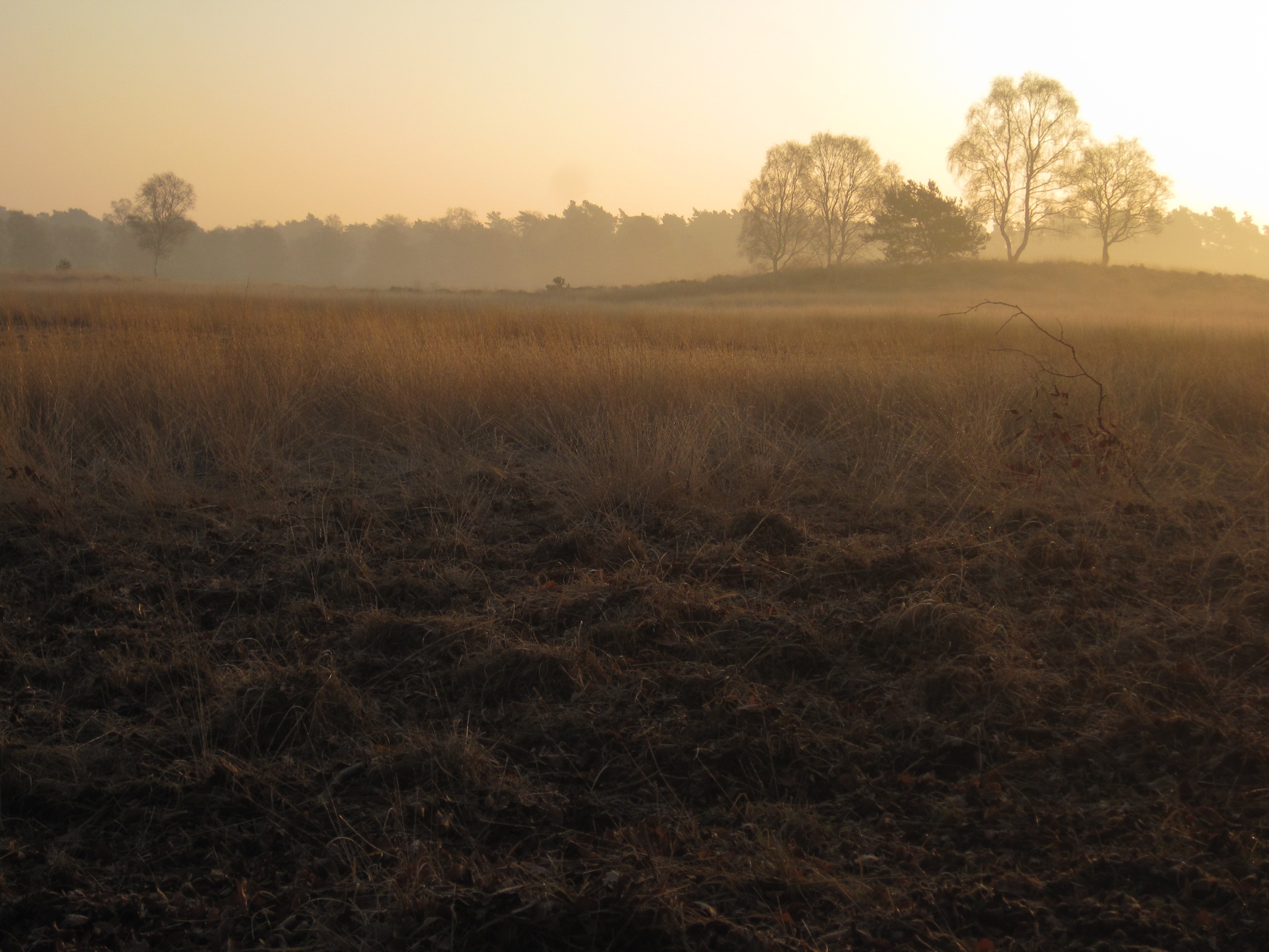 This is a photo or sound file made in Hoge Veluwe National Park in the Netherlands, with the main subject of the file in the category: flora