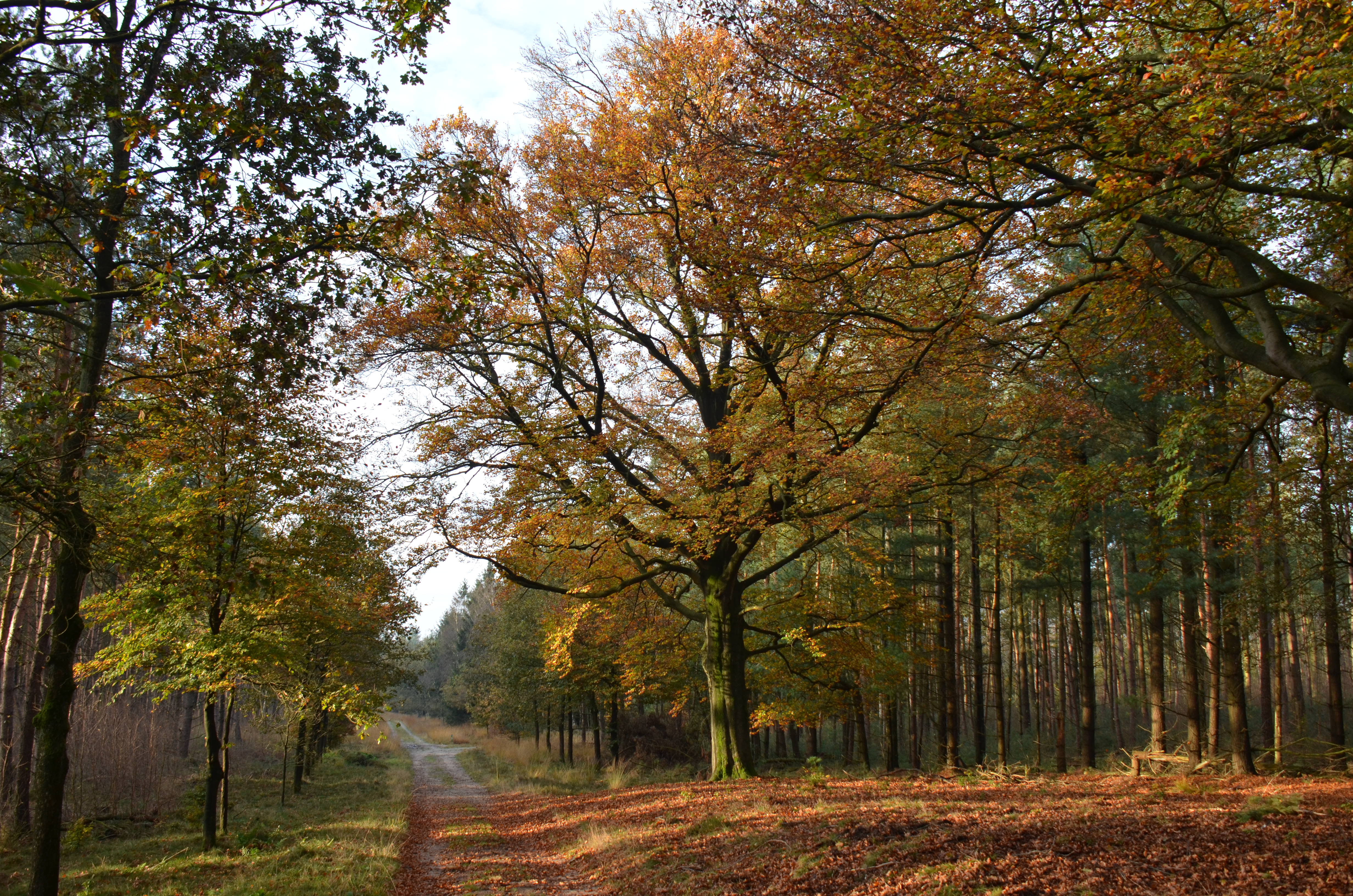 5 minutes sunshine at 7 November 2014. Nice autumn view at National Park Hoge Veluwe