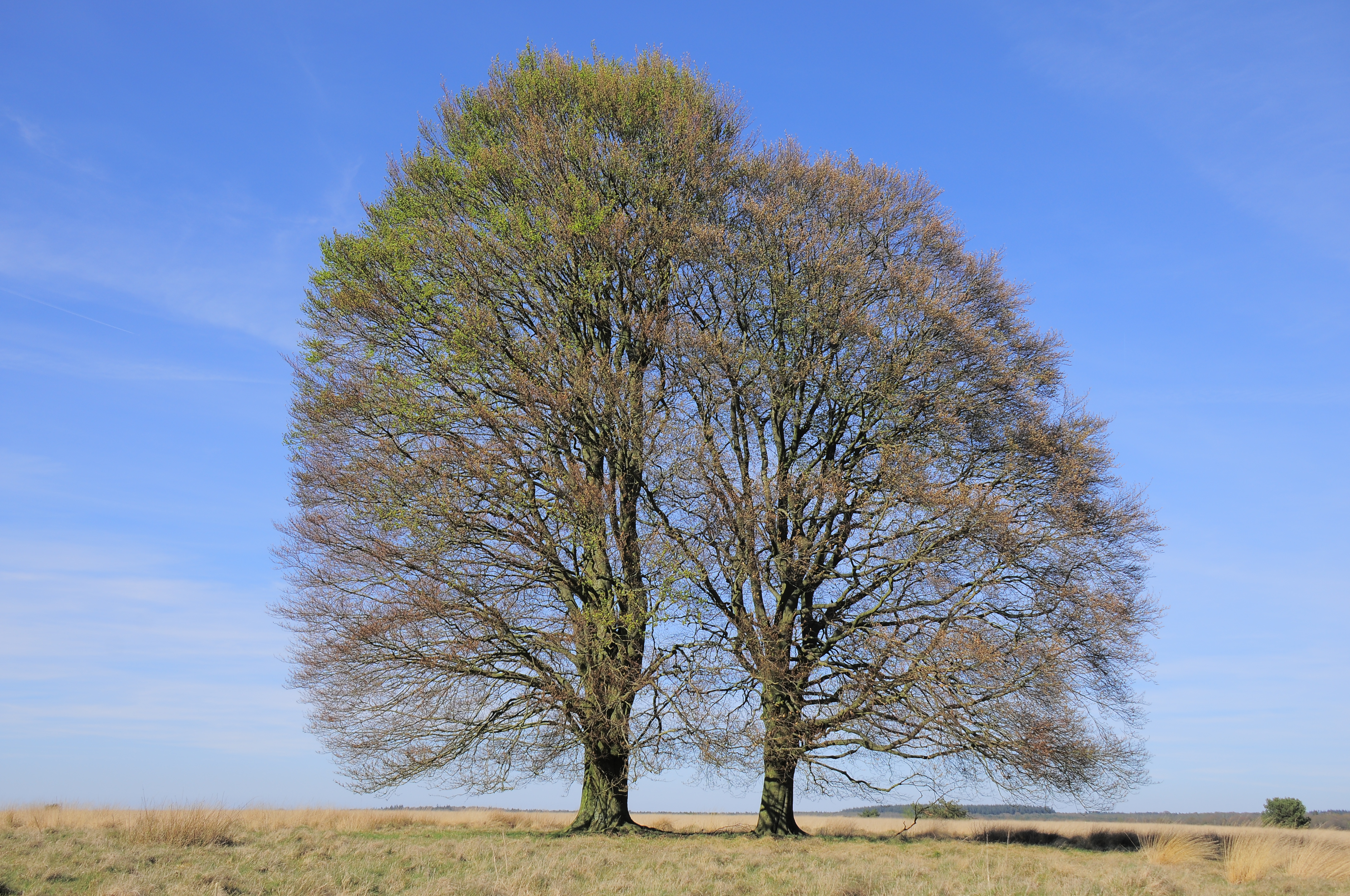 A magnificent Beech duo at NP Hoge Veluwe, special serie of Season tree Hoge Veluwe