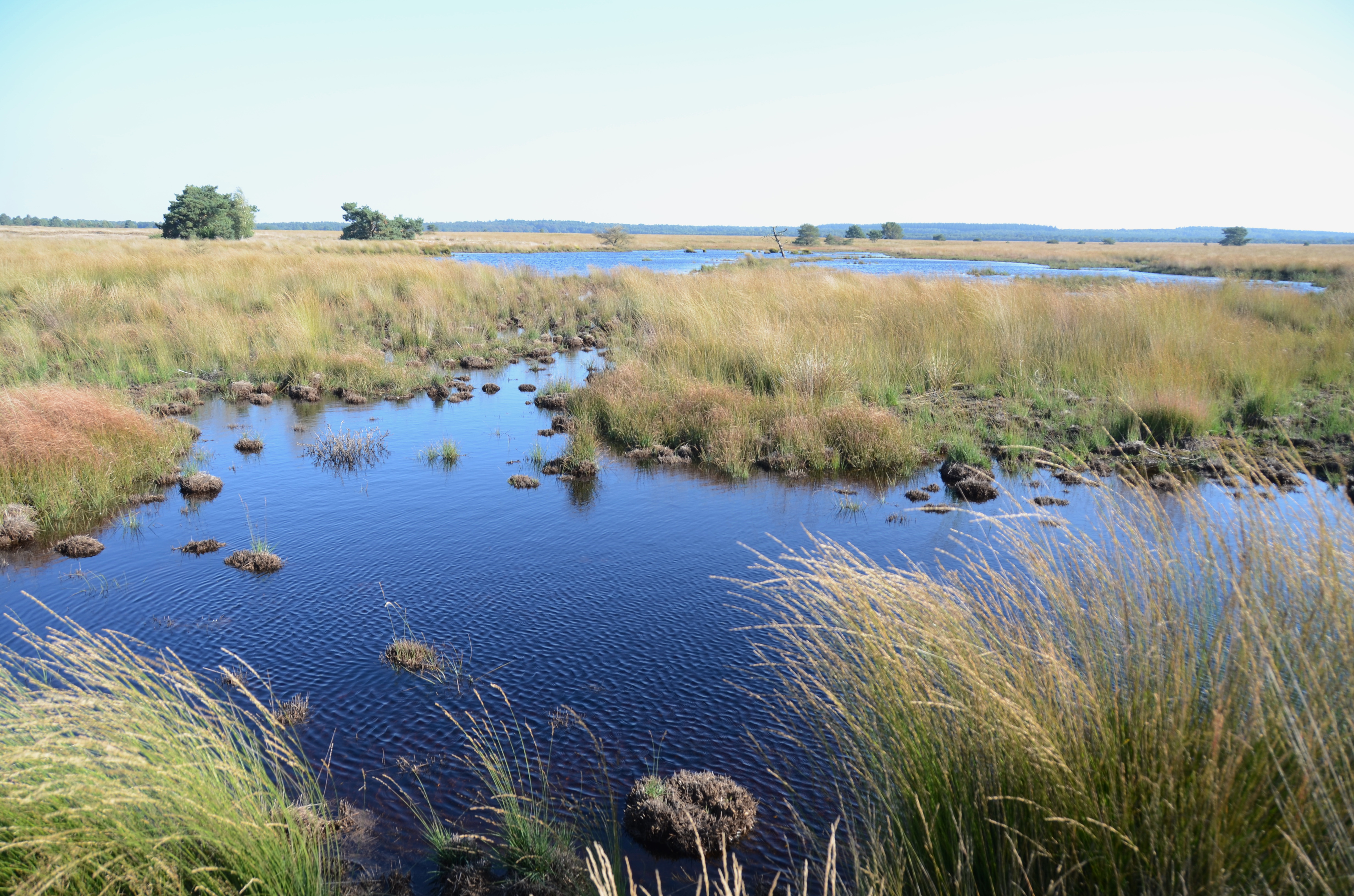 A natural pond (IJzeren man) with rare and protected vegetation at Hoge Veluywe National Park