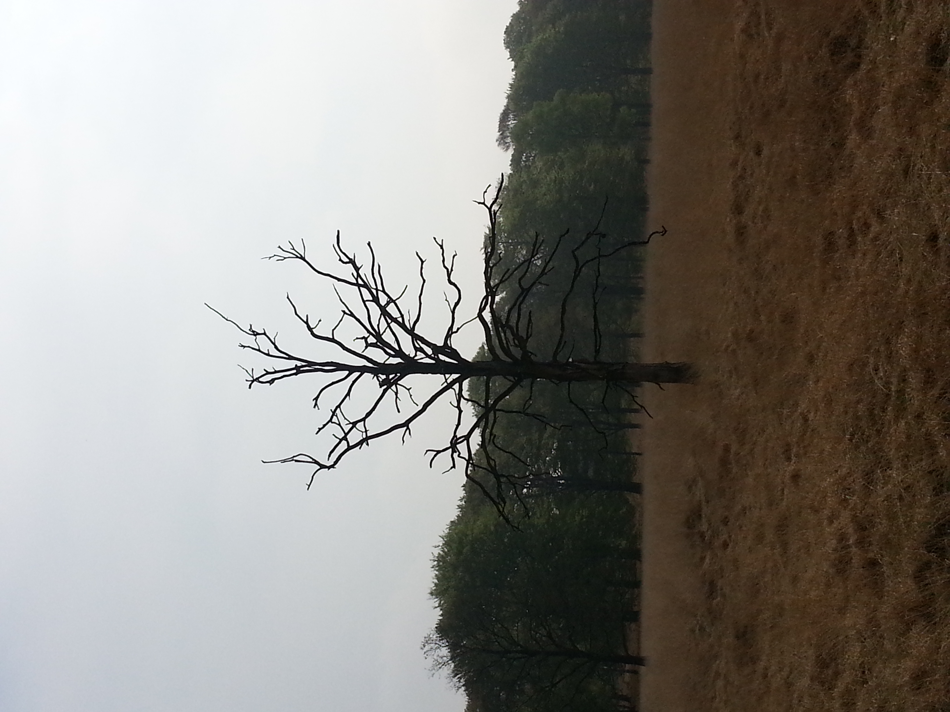 This is a photo or sound file made in Hoge Veluwe National Park in the Netherlands, with the main subject of the file in the category: flora