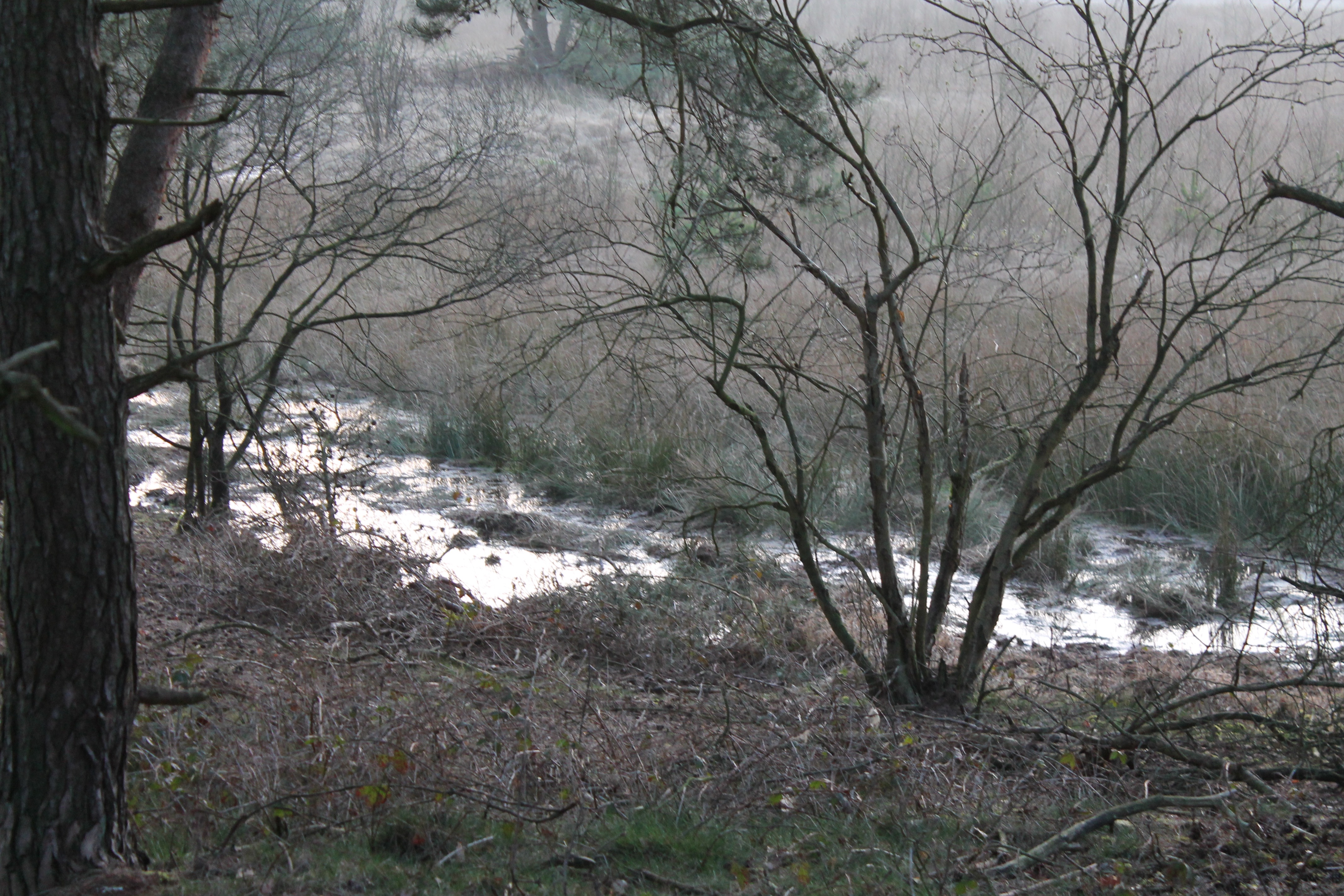Zicht op een deel van de natuur in het nationaal park De Maasduinen nabij Bergen in het noorden van de provincie Limburg