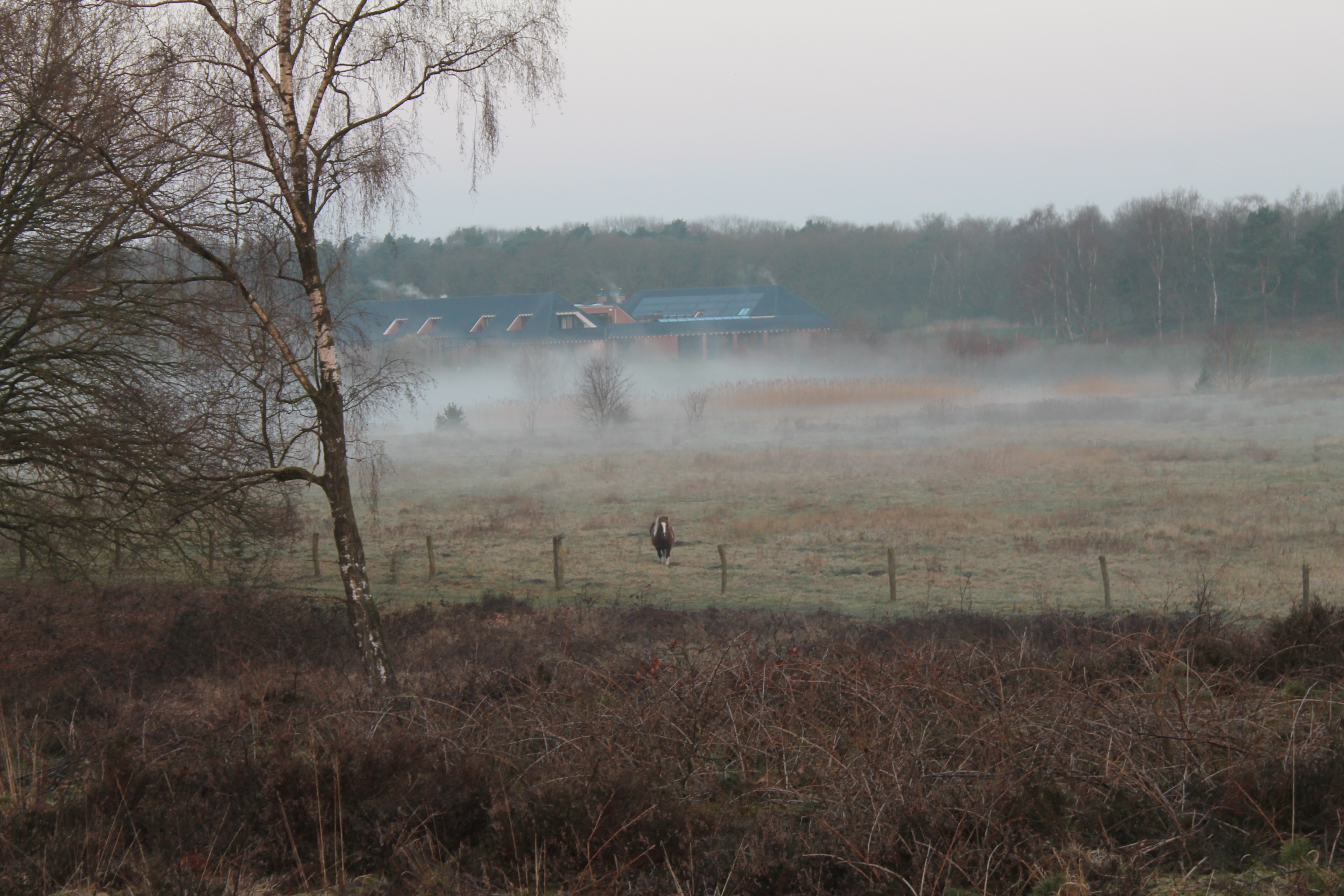 Zicht op een deel van de natuur in het nationaal park De Maasduinen nabij Bergen in het noorden van de provincie Limburg
