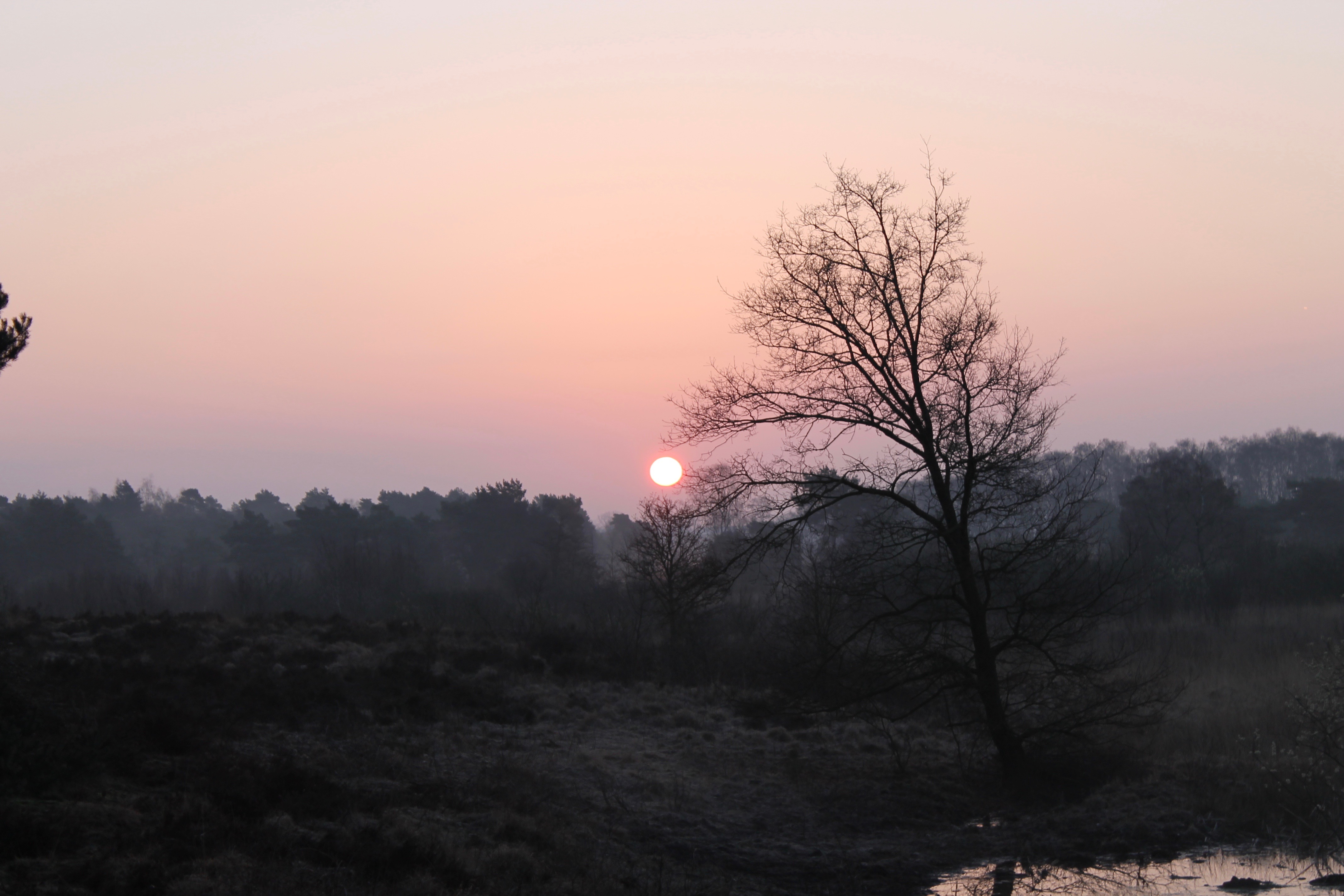 Zicht op een deel van de natuur in het nationaal park De Maasduinen nabij Bergen in het noorden van de provincie Limburg