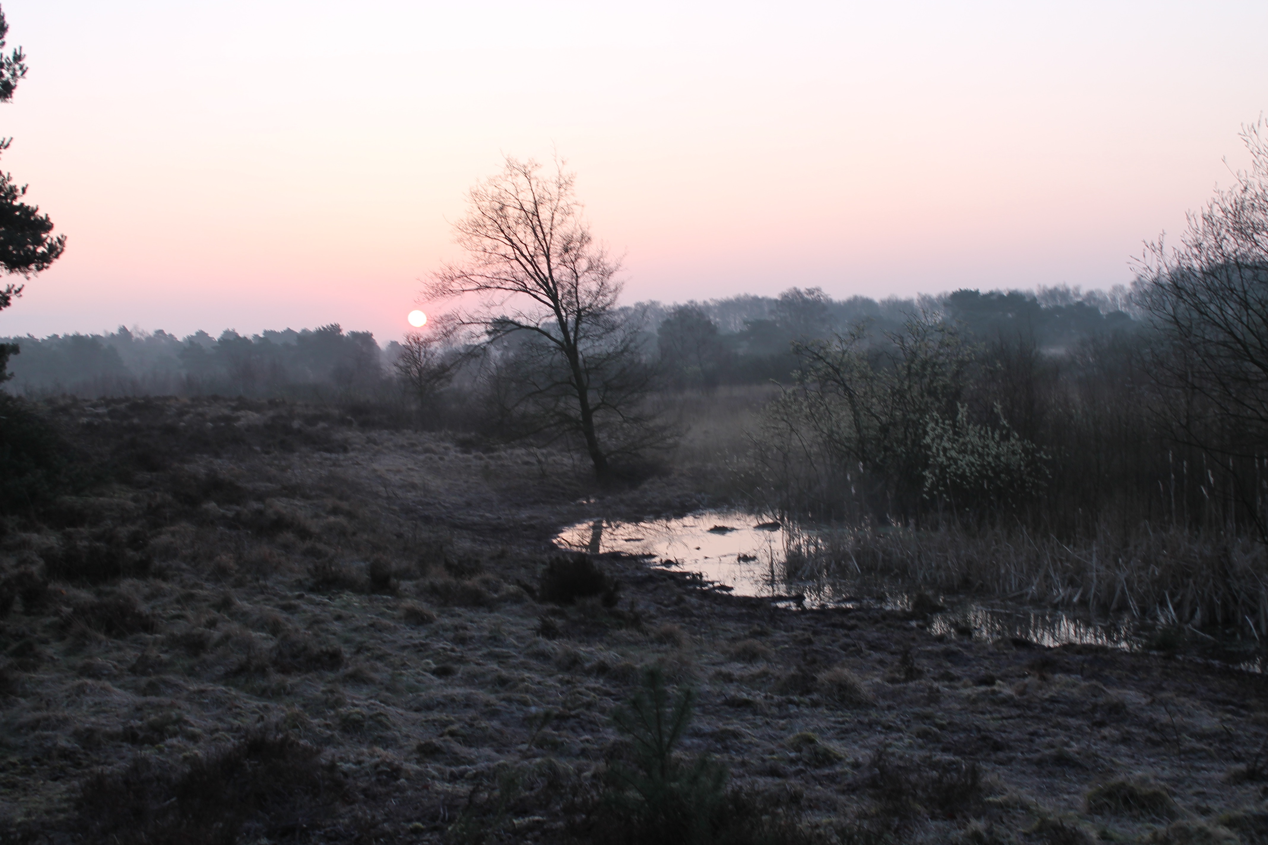 Zicht op een deel van de natuur in het nationaal park De Maasduinen nabij Bergen in het noorden van de provincie Limburg