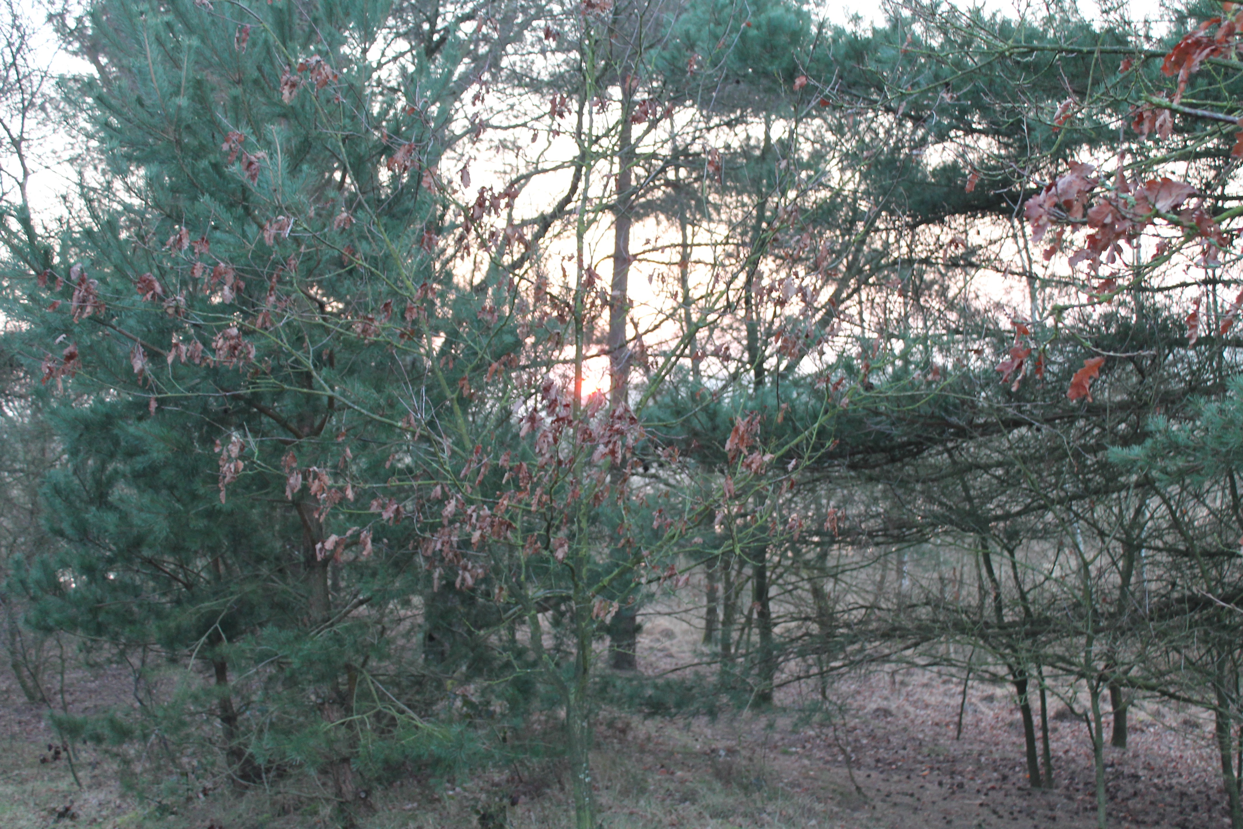 Zicht op een deel van de natuur in het nationaal park De Maasduinen nabij Bergen in het noorden van de provincie Limburg