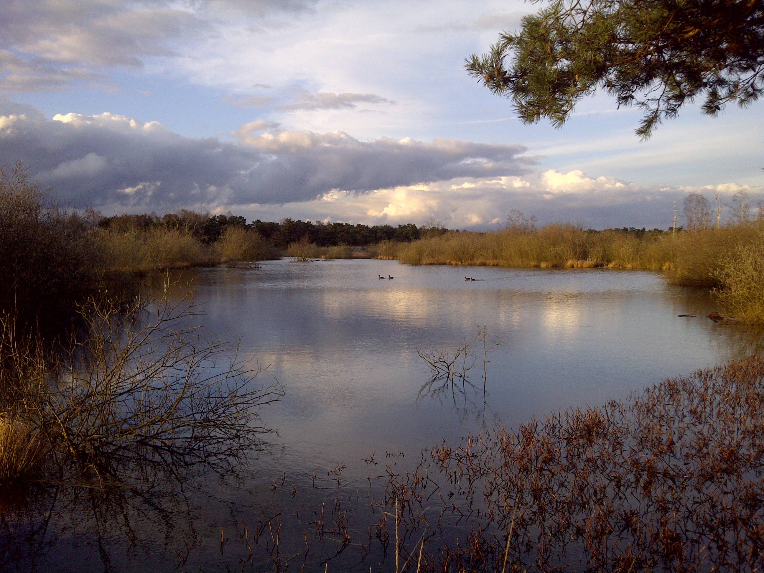 Zicht op een deel van het nationaal park De Maasduinen in de provincie Limburg