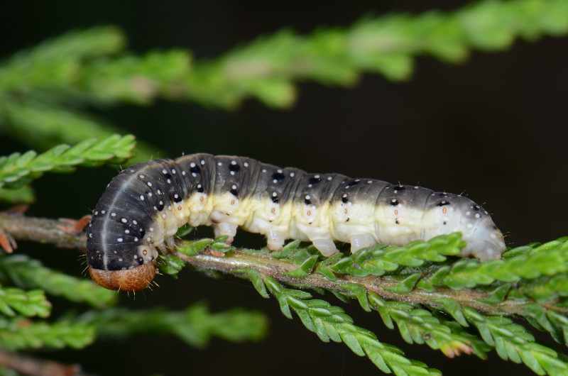 Achlya flavicornis, larva. Location: The Netherlands - Nationaal Park de Meinweg.
