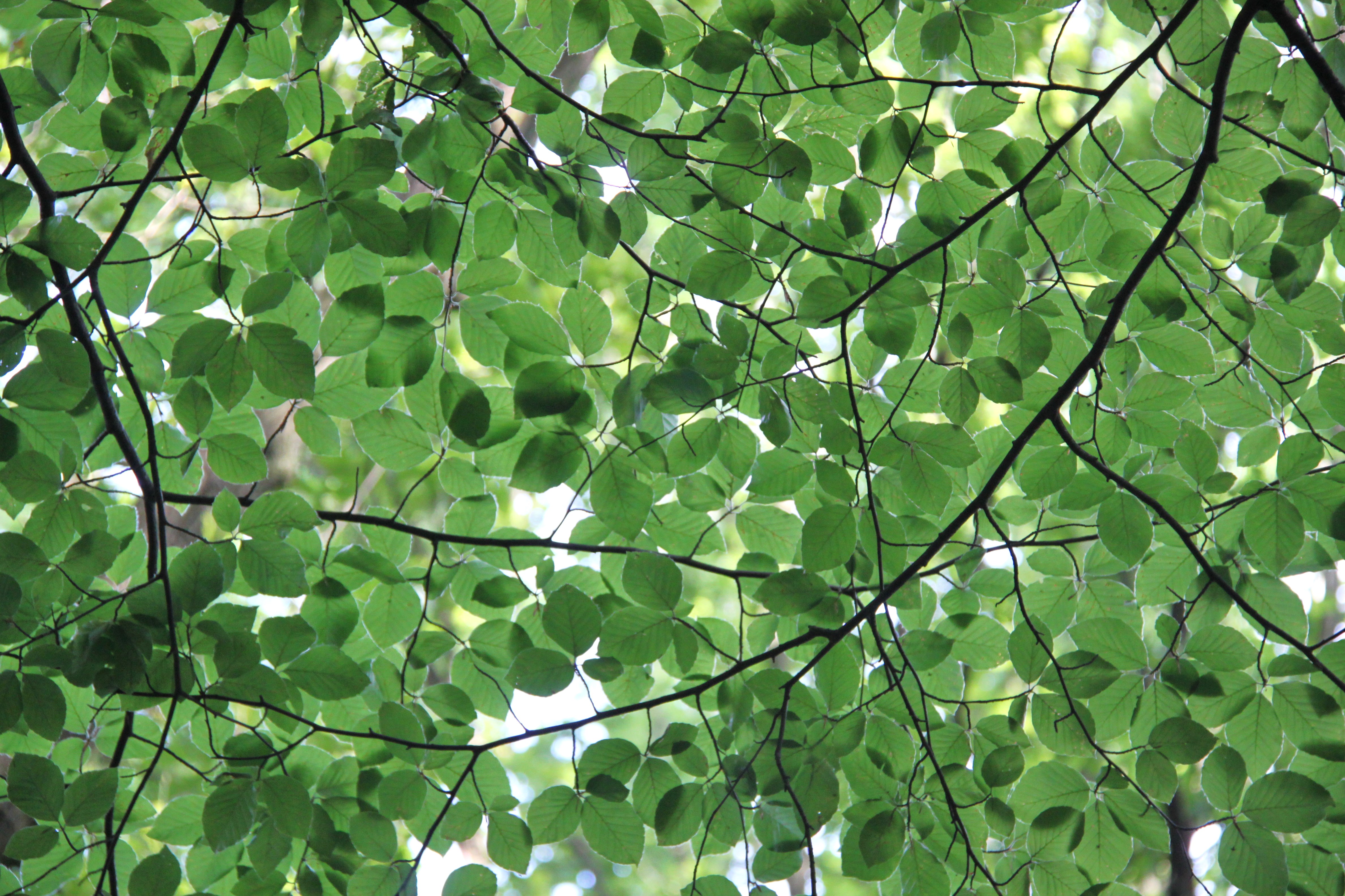 This is a photo or sound file made in Meinweg National Park in the Netherlands, with the main subject of the file in the category: flora