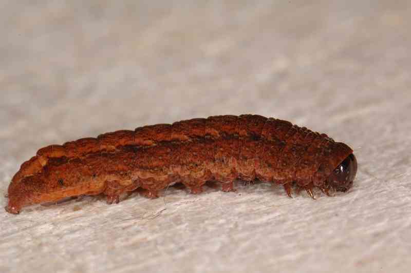 Charanyca ferruginea, larva. Location: The Netherlands - Nationaal Park de Meinweg.