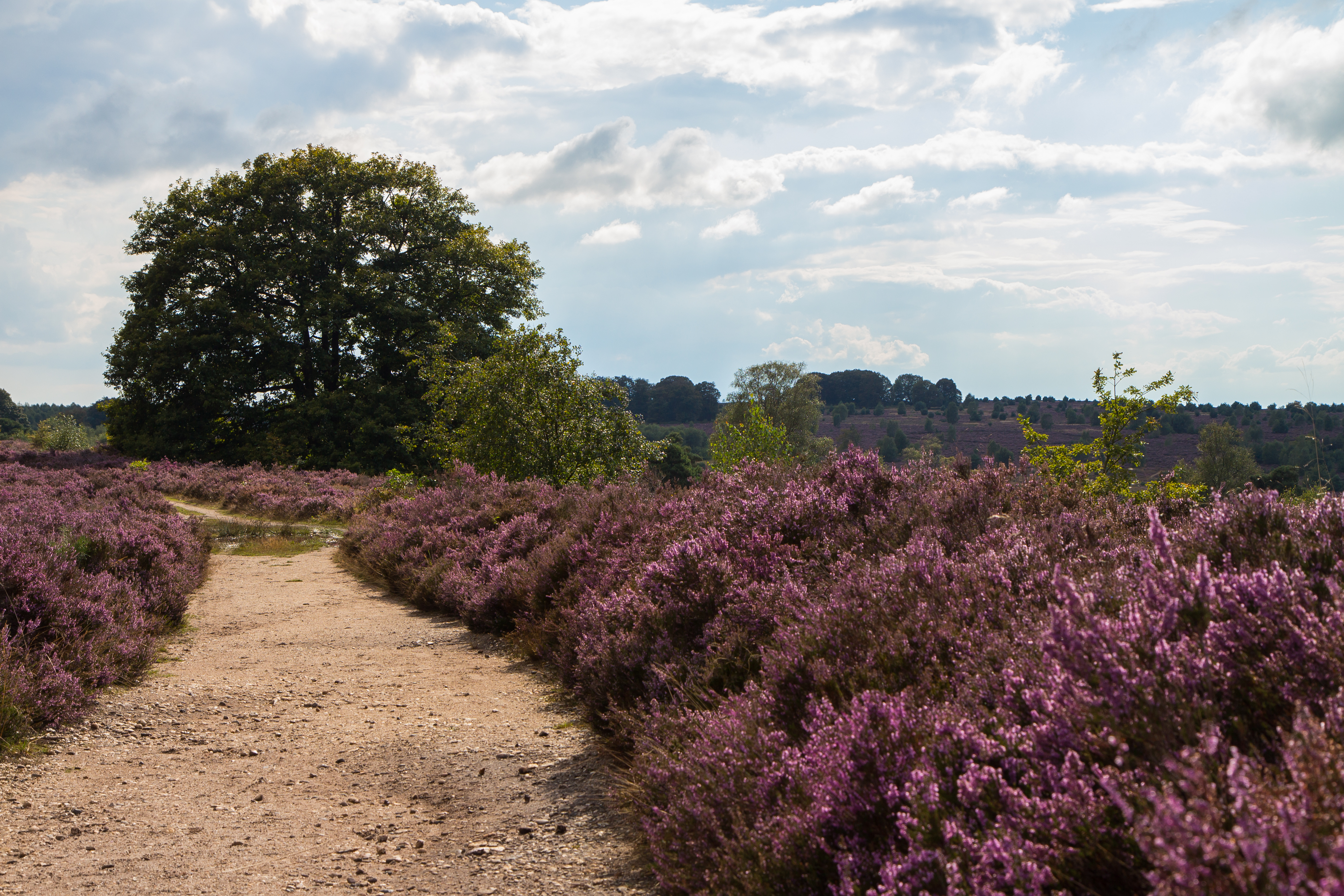 2014 Nijverdal Sallandse Heuvelrug Purple Fields