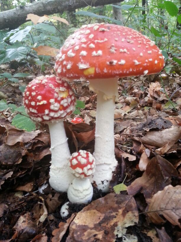 This is a photo or sound file made in Sallandse Heuvelrug National Park in the Netherlands, with the main subject of the file in the category: flora