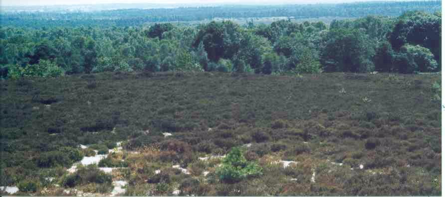 De Sallandse Heuvelrug