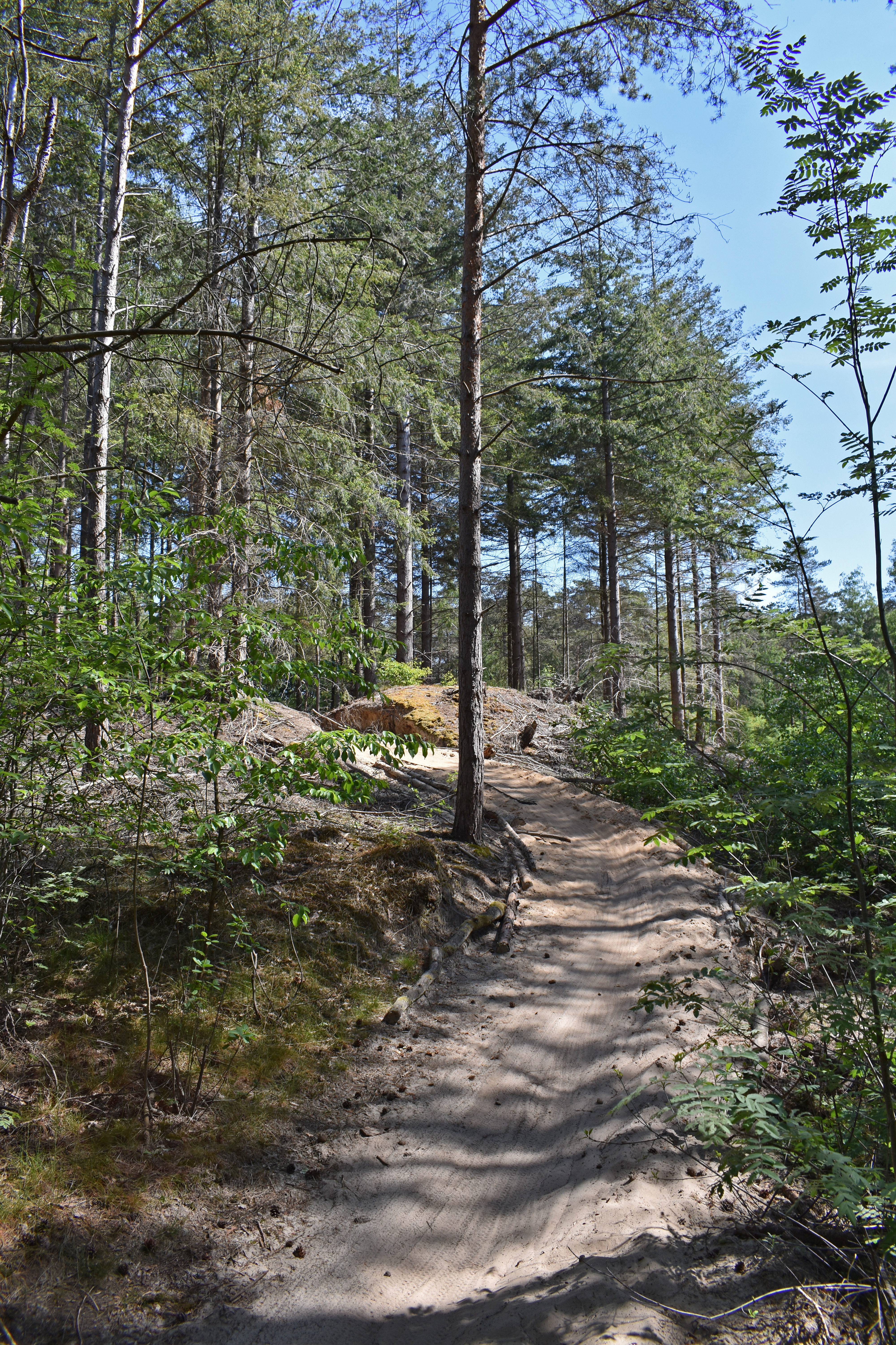 Path in the woods, Drents-Friese Wold National Park