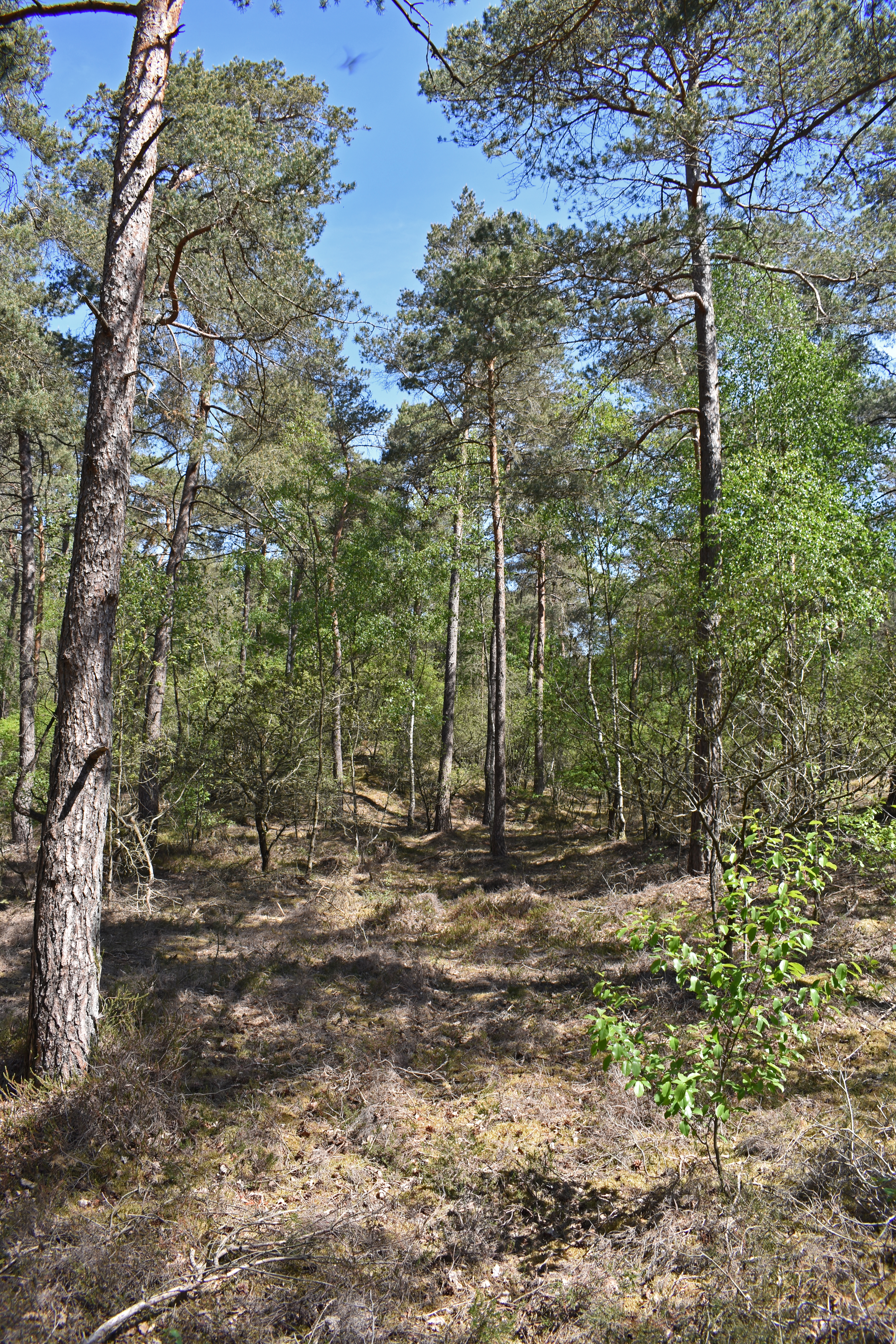 The woods in Drents-Friese Wold National Park