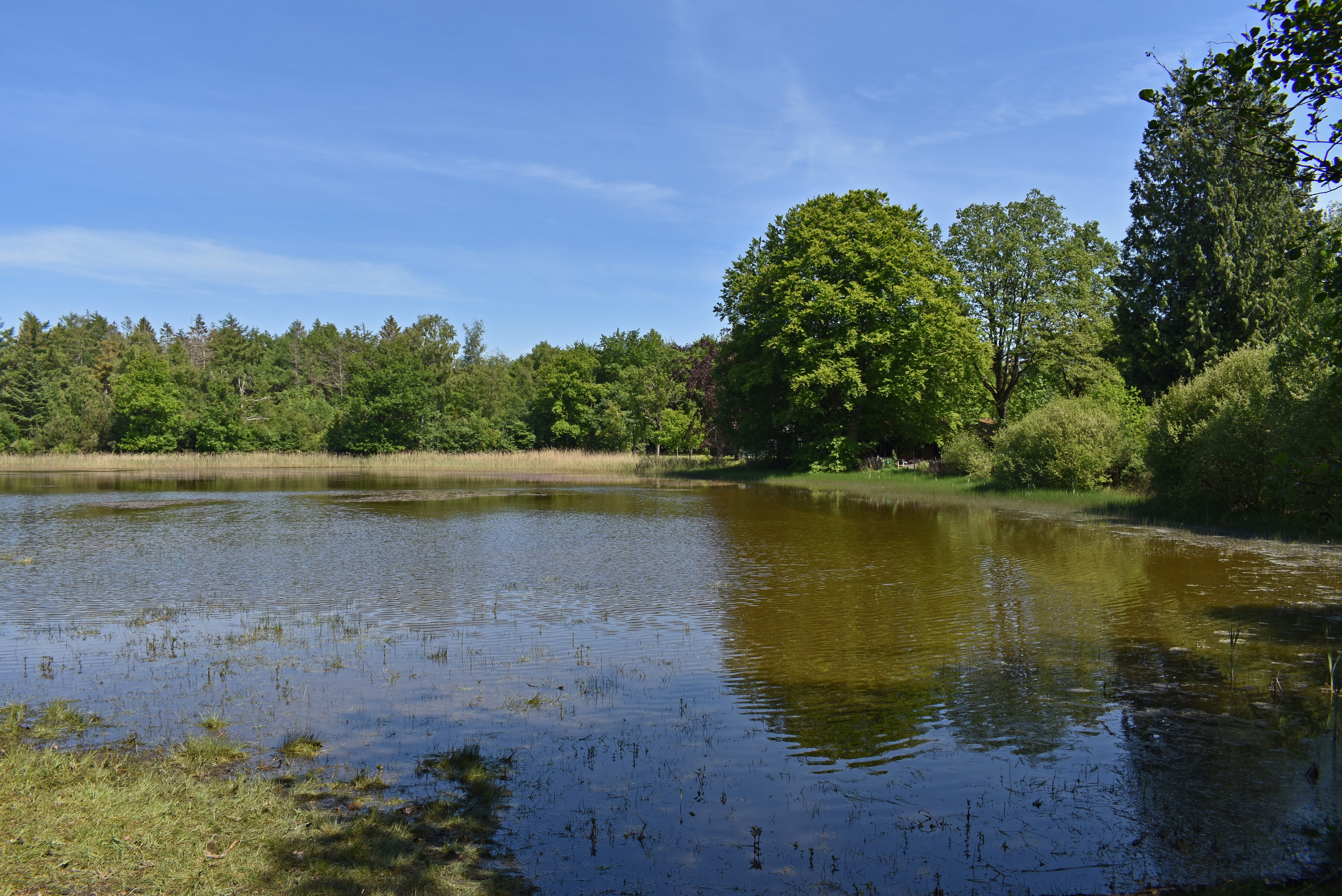 Lake north of Terwisscha, Appelscha, Drents-Friese Wold National Park