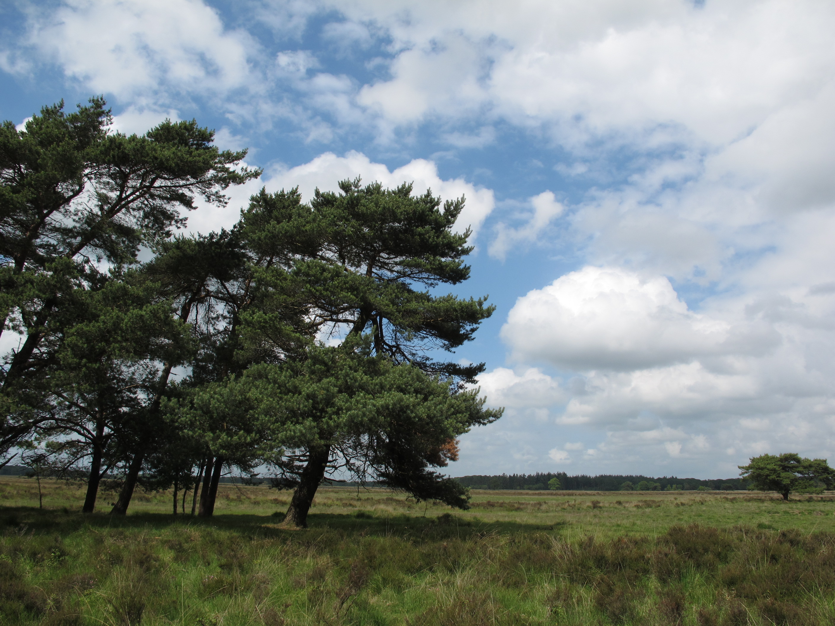 This is a photo or sound file made in Drents-Friese Wold National Park in the Netherlands, with the main subject of the file in the category: landscapes