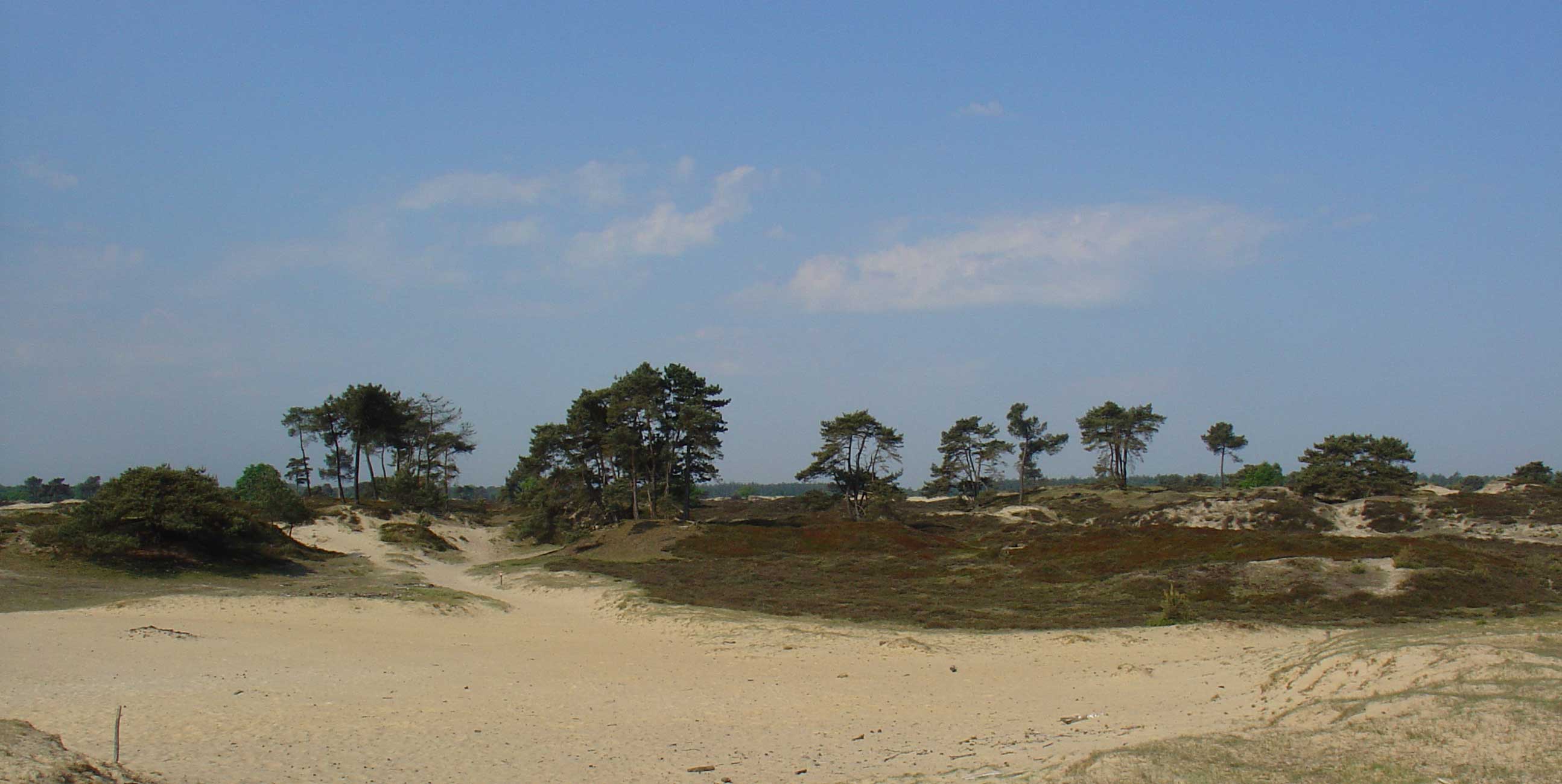 Drents-Friese Wold