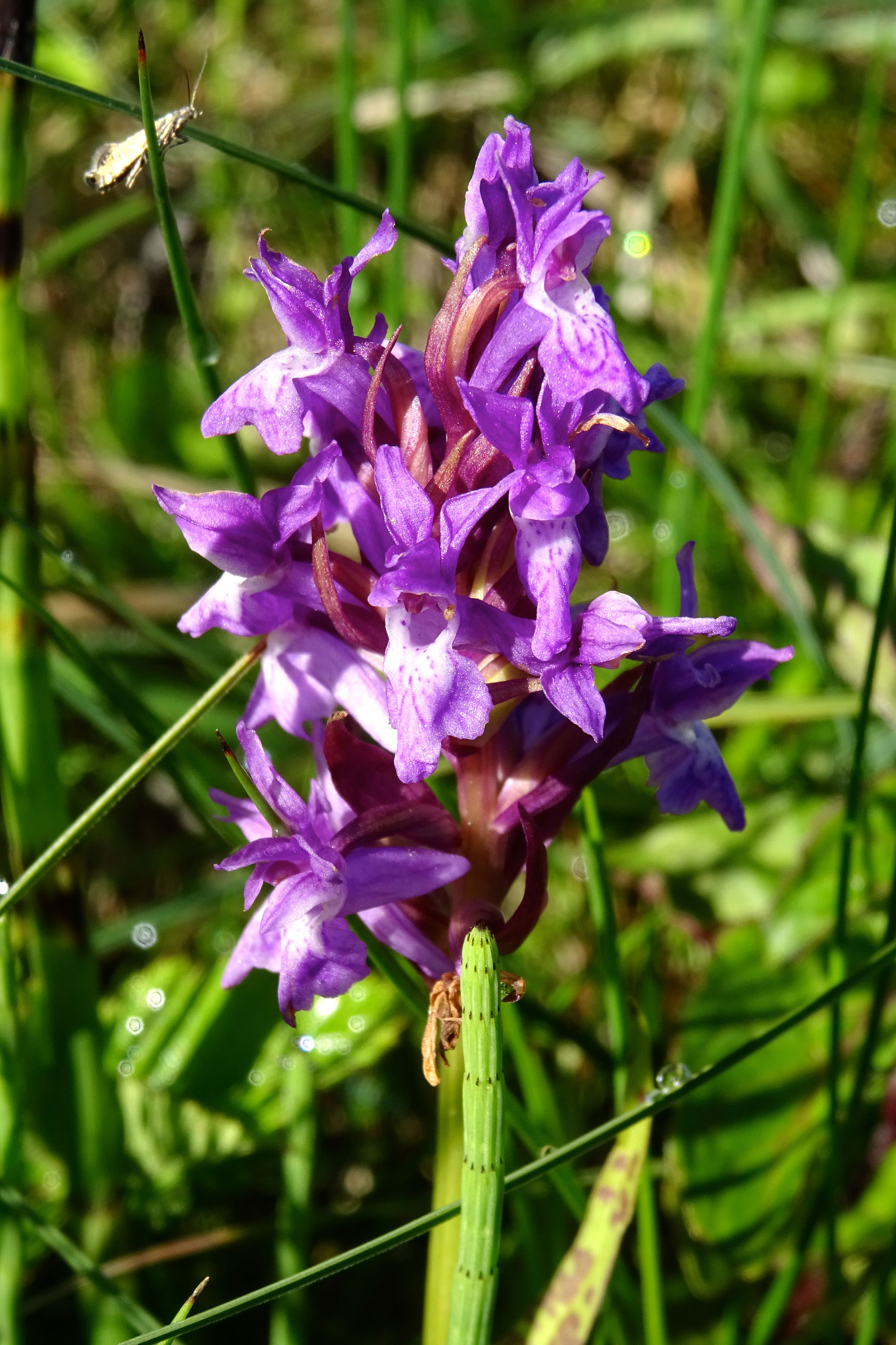 Brede orchis in het Nationaal Park De Drentsche Aa ten zuiden van Oudemolen