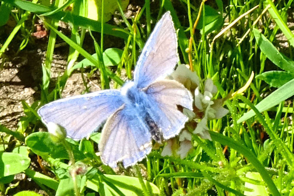 Icarusblauwtje in het Nationaal Park De Drentsche Aa ten zuiden van Oudemolen