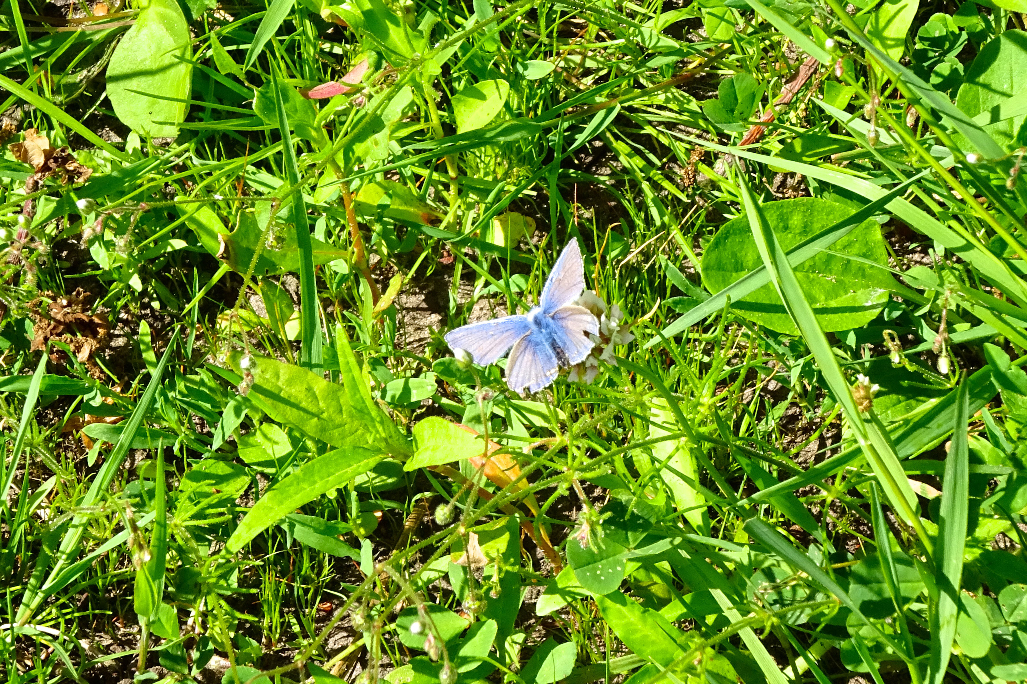 Icarusblauwtje in het Nationaal Park De Drentsche Aa ten zuiden van Oudemolen