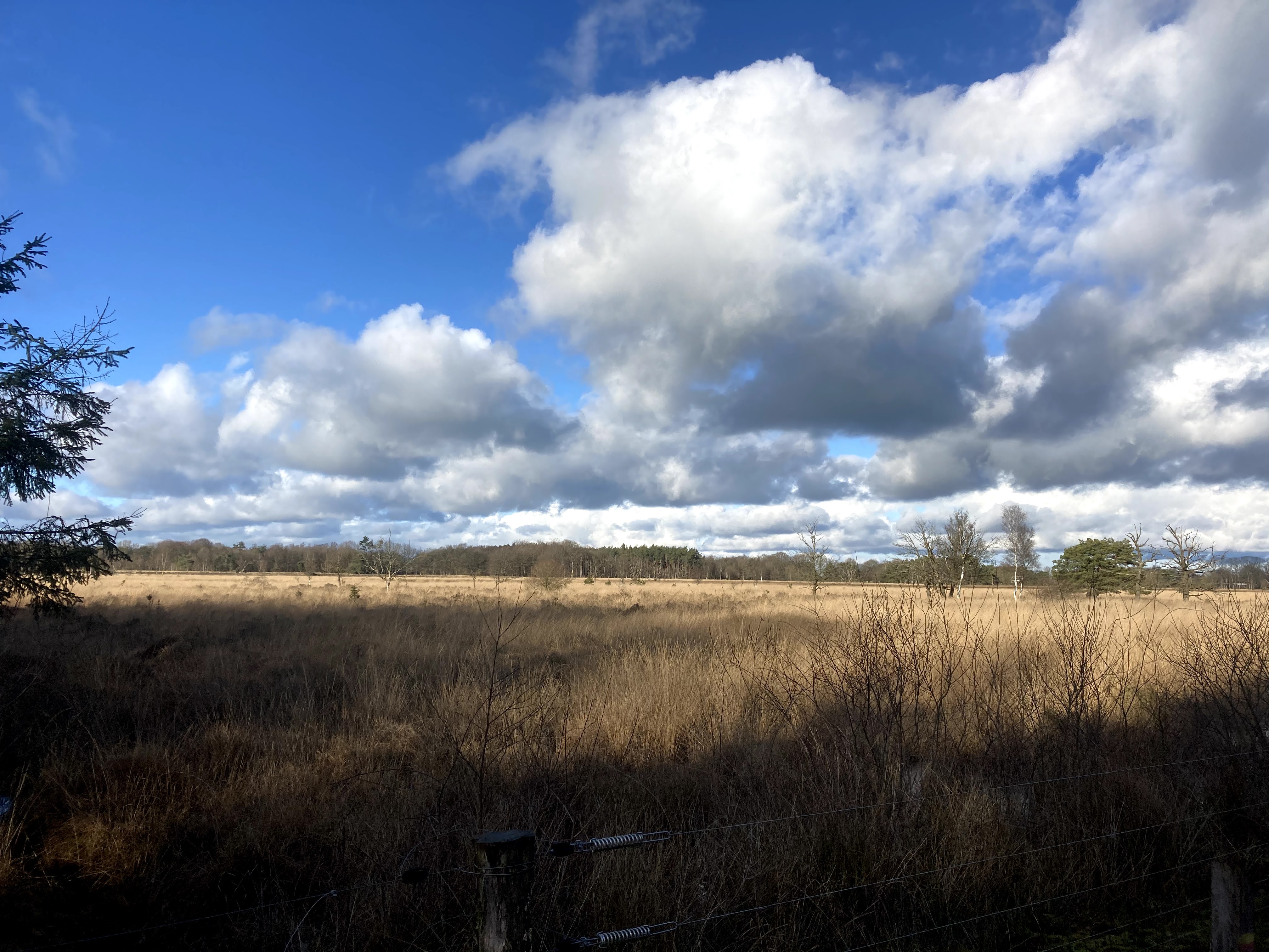 SBB.Natuurmonumenten.Nationaal.Park.DwingelderVeld.Heide.Winter.Corona.Drukte.ZondagMiddag.wandeling.Natuurschoon.Spier