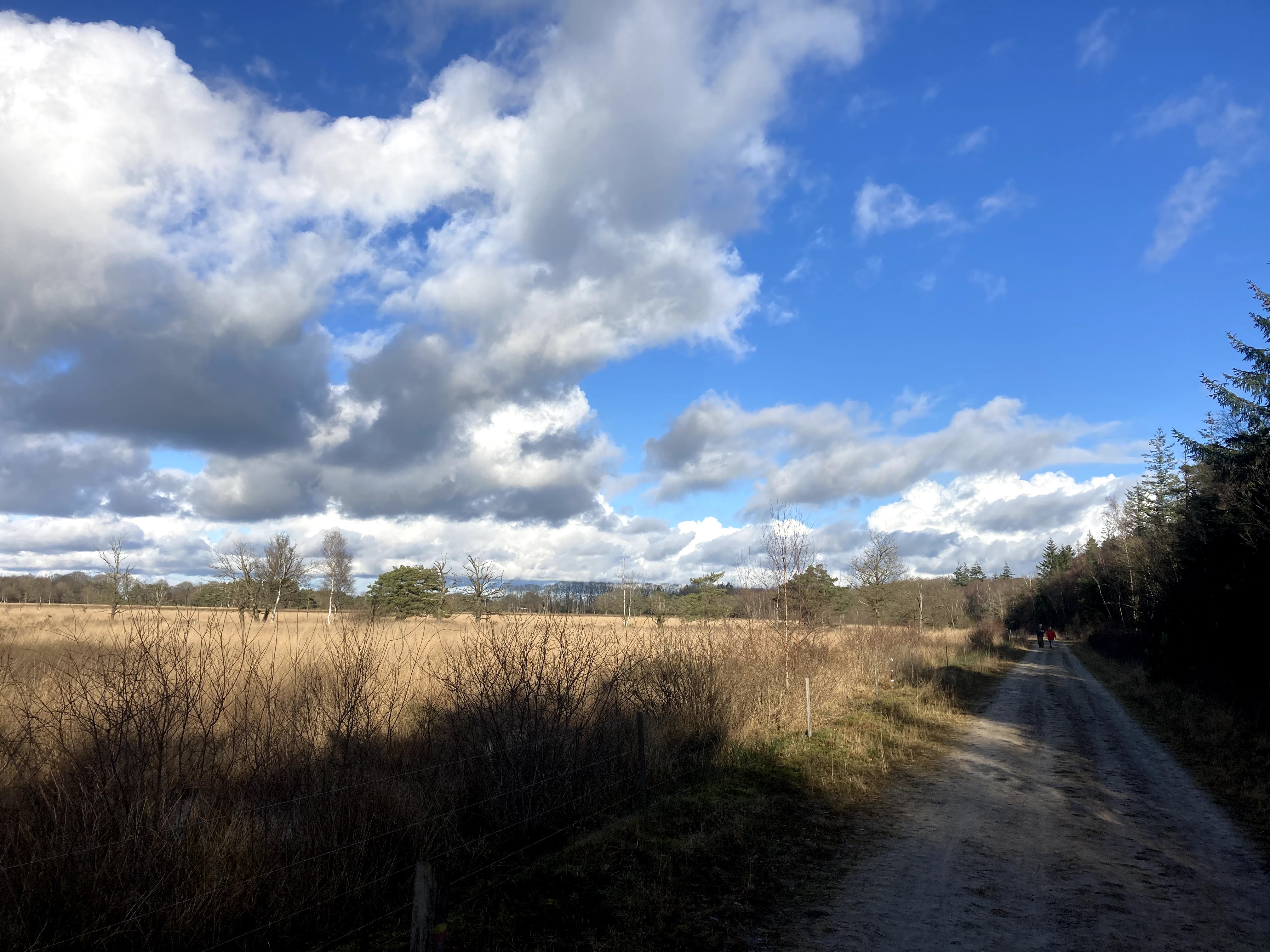 SBB.Natuurmonumenten.Nationaal.Park.DwingelderVeld.Heide.Winter.Corona.Drukte.ZondagMiddag.wandeling.Natuurschoon.Spier