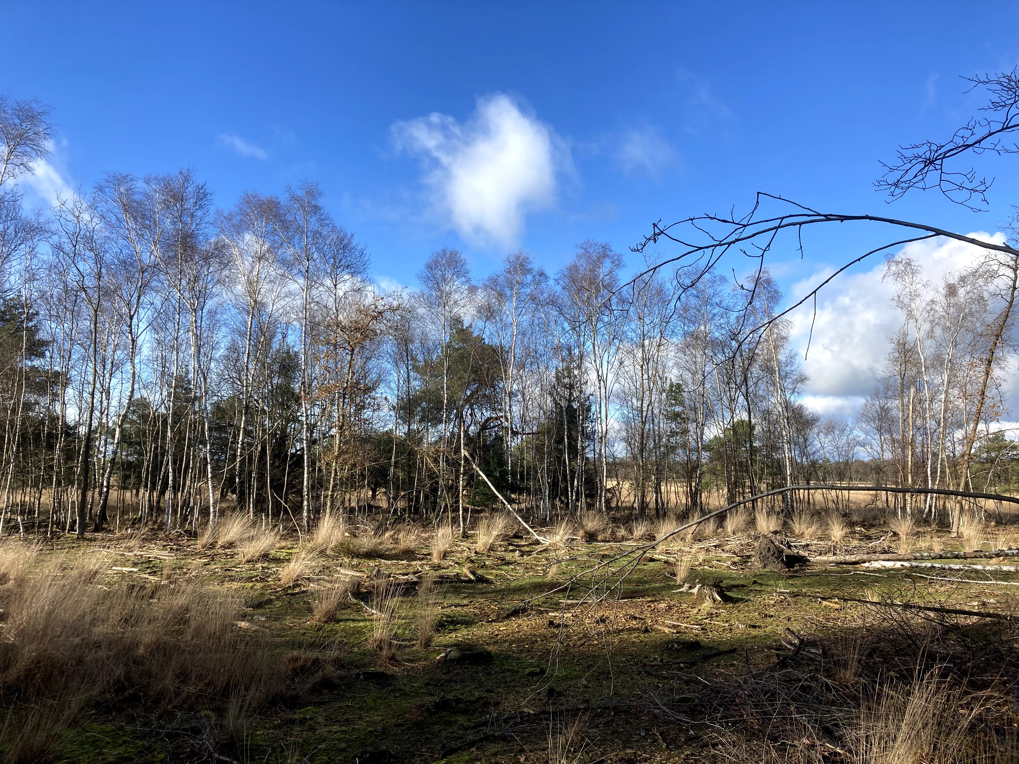 SBB.Natuurmonumenten.Nationaal.Park.DwingelderVeld.Heide.Winter.Corona.Drukte.ZondagMiddag.wandeling.Natuurschoon.Spier