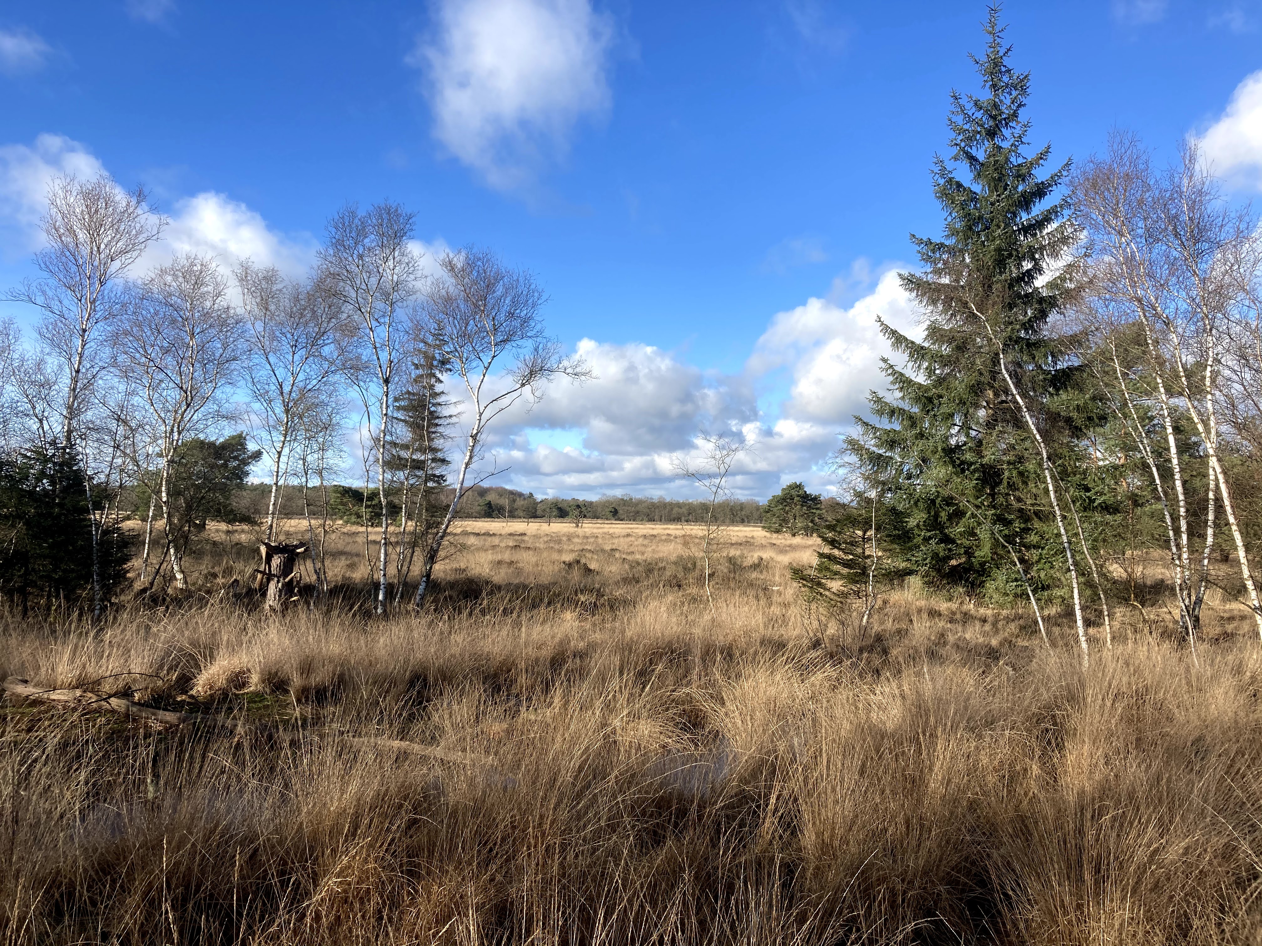 SBB.Natuurmonumenten.Nationaal.Park.DwingelderVeld.Heide.Winter.Corona.Drukte.ZondagMiddag.wandeling.Natuurschoon.Spier