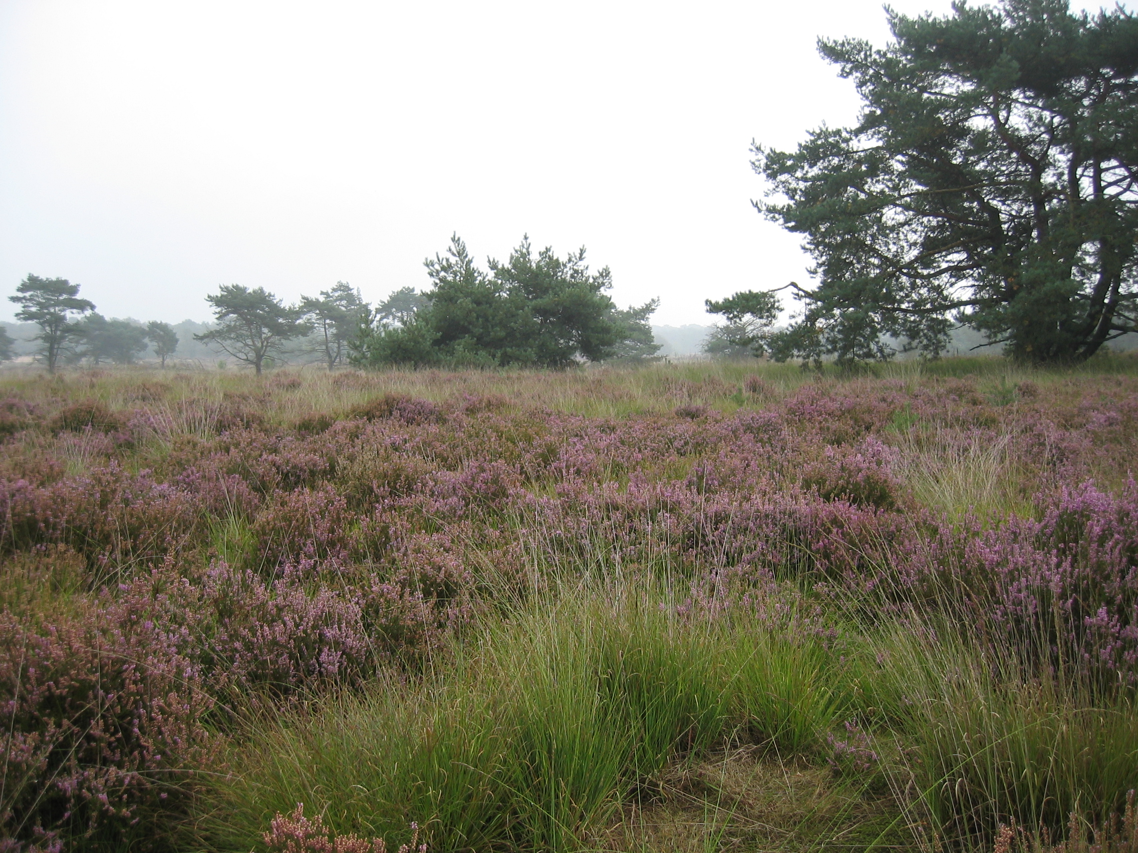 View of the heath of Kalmthout (Kalmthoutse heide).  Picture taken by Tim Bekaert (September 11, 2005).