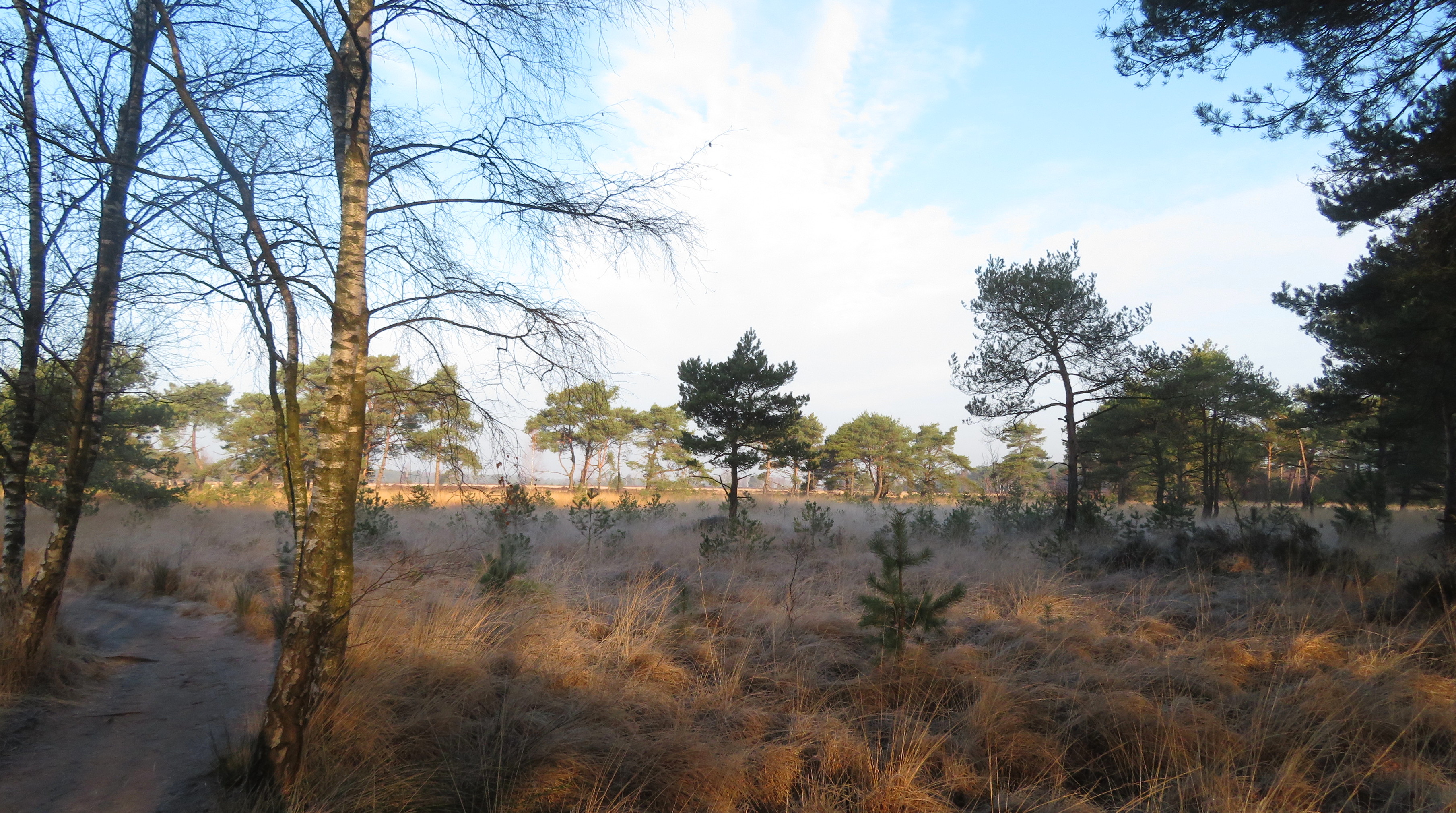 Kalmthoutse heide in de winter