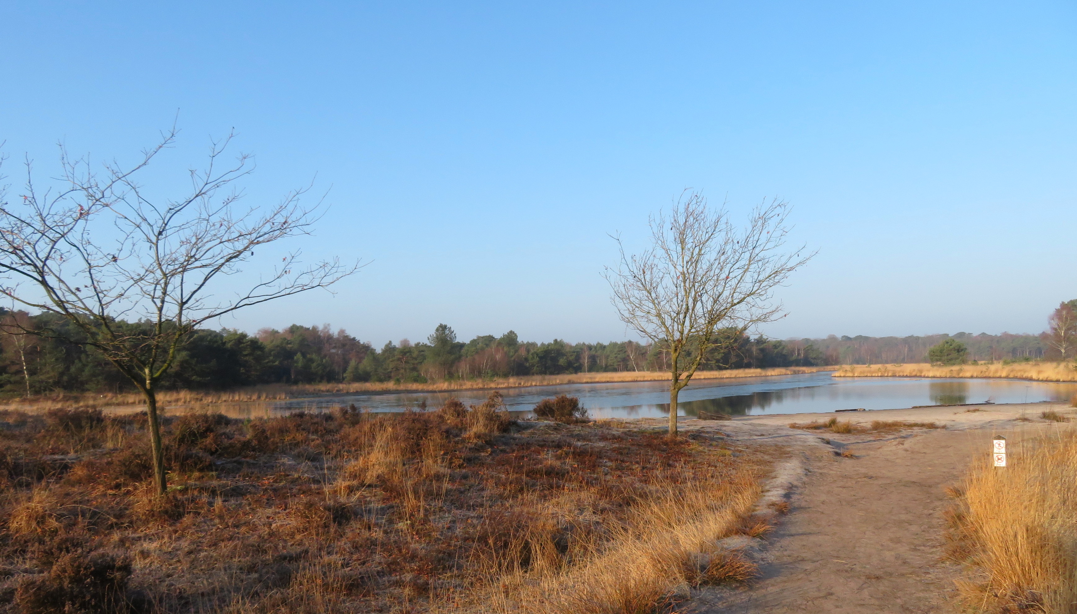 Kalmthoutse heide in de winter