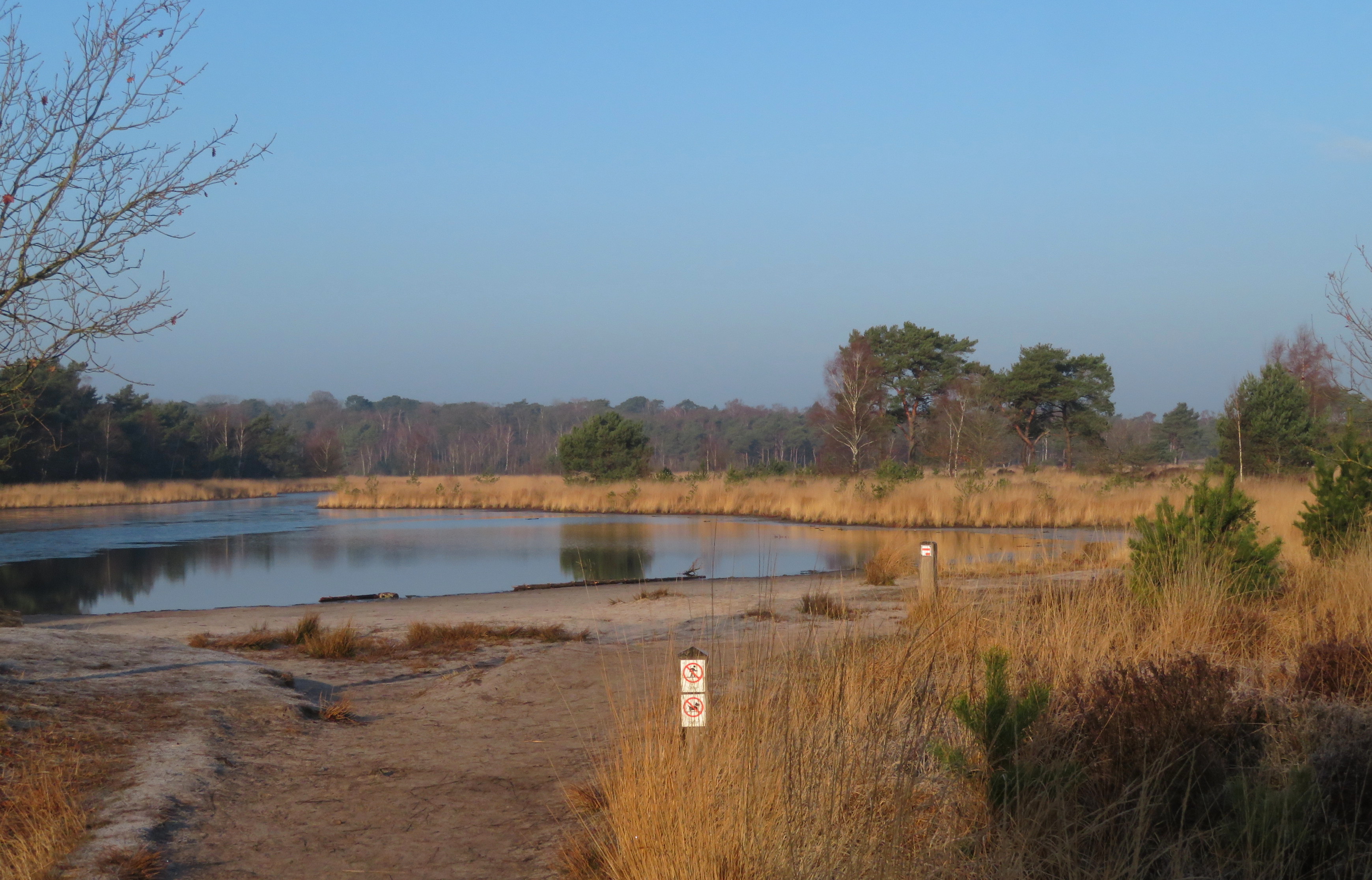 Kalmthoutse heide in de winter