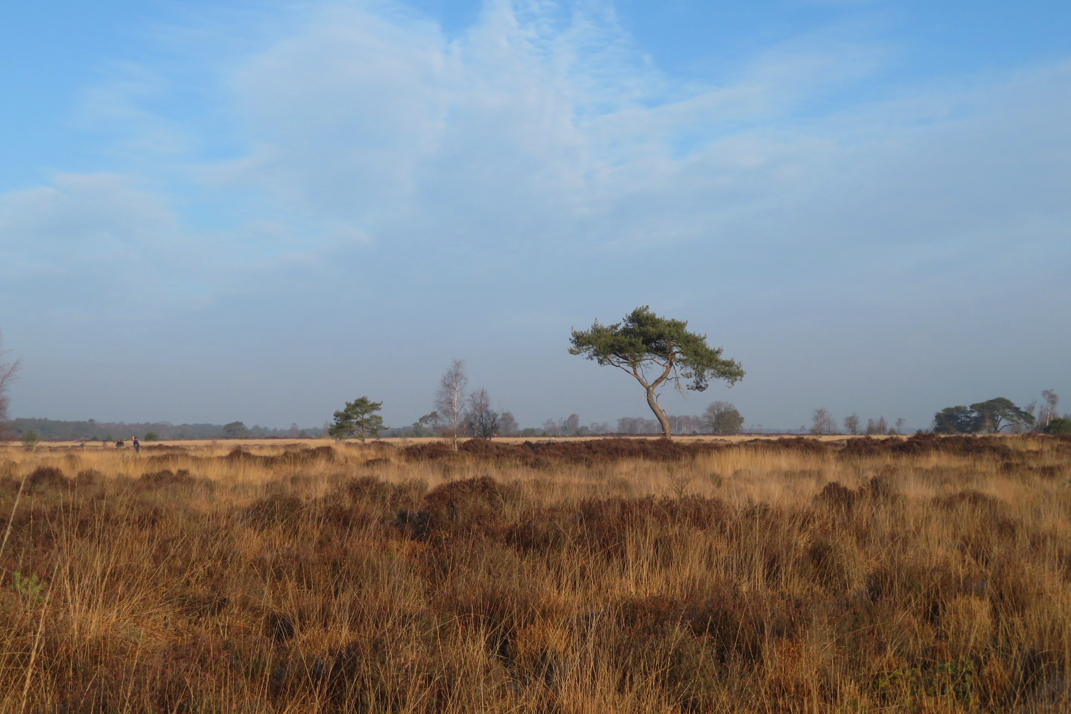 Kalmthoutse heide in de winter