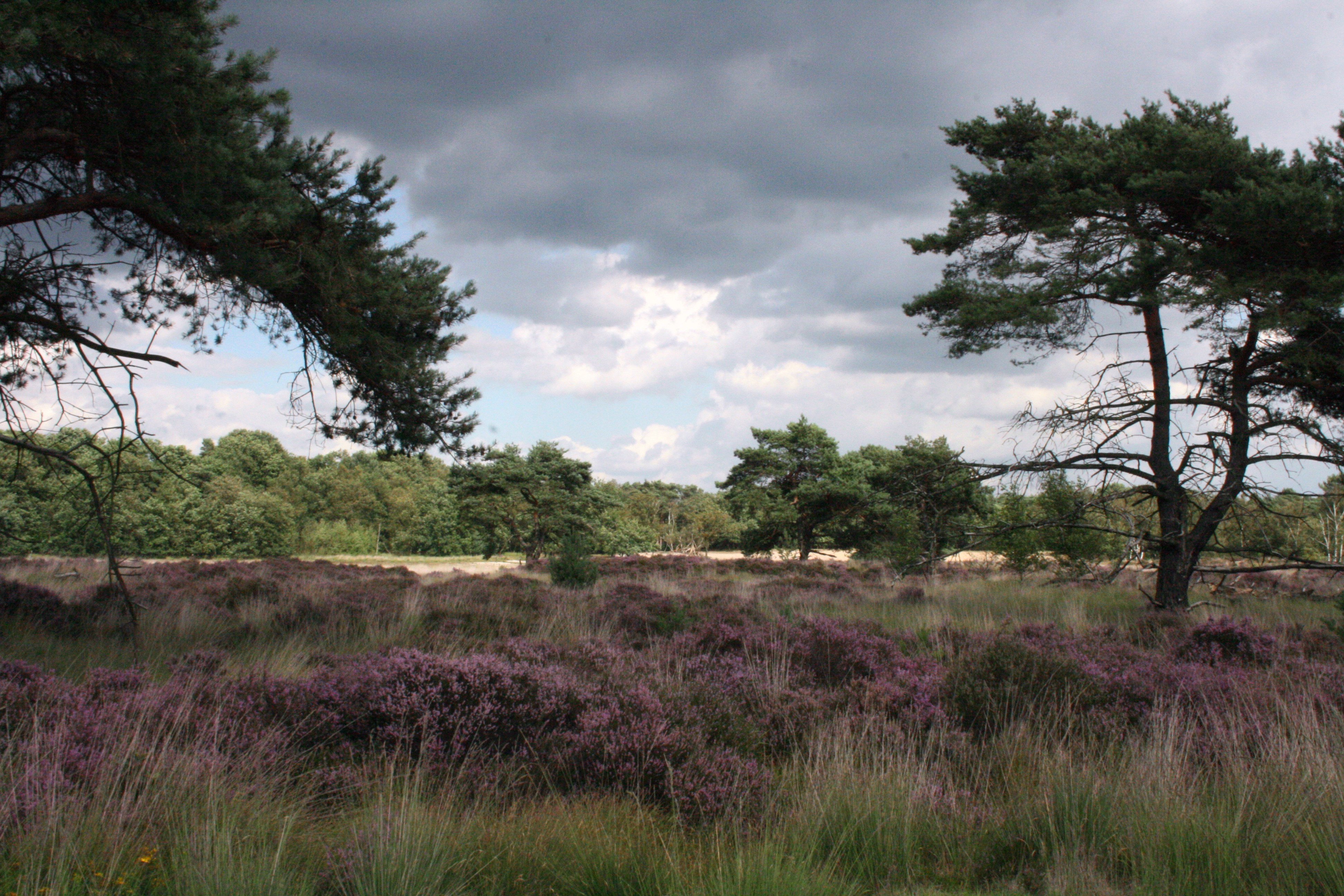 Kalmthoutse heide in de zomer