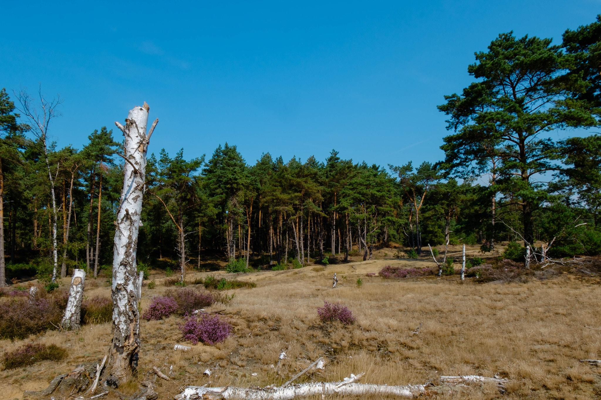 500px provided description: 23985131575 Jpg [#trees ,#landscape ,#spring ,#summer ,#garden ,#belgium]