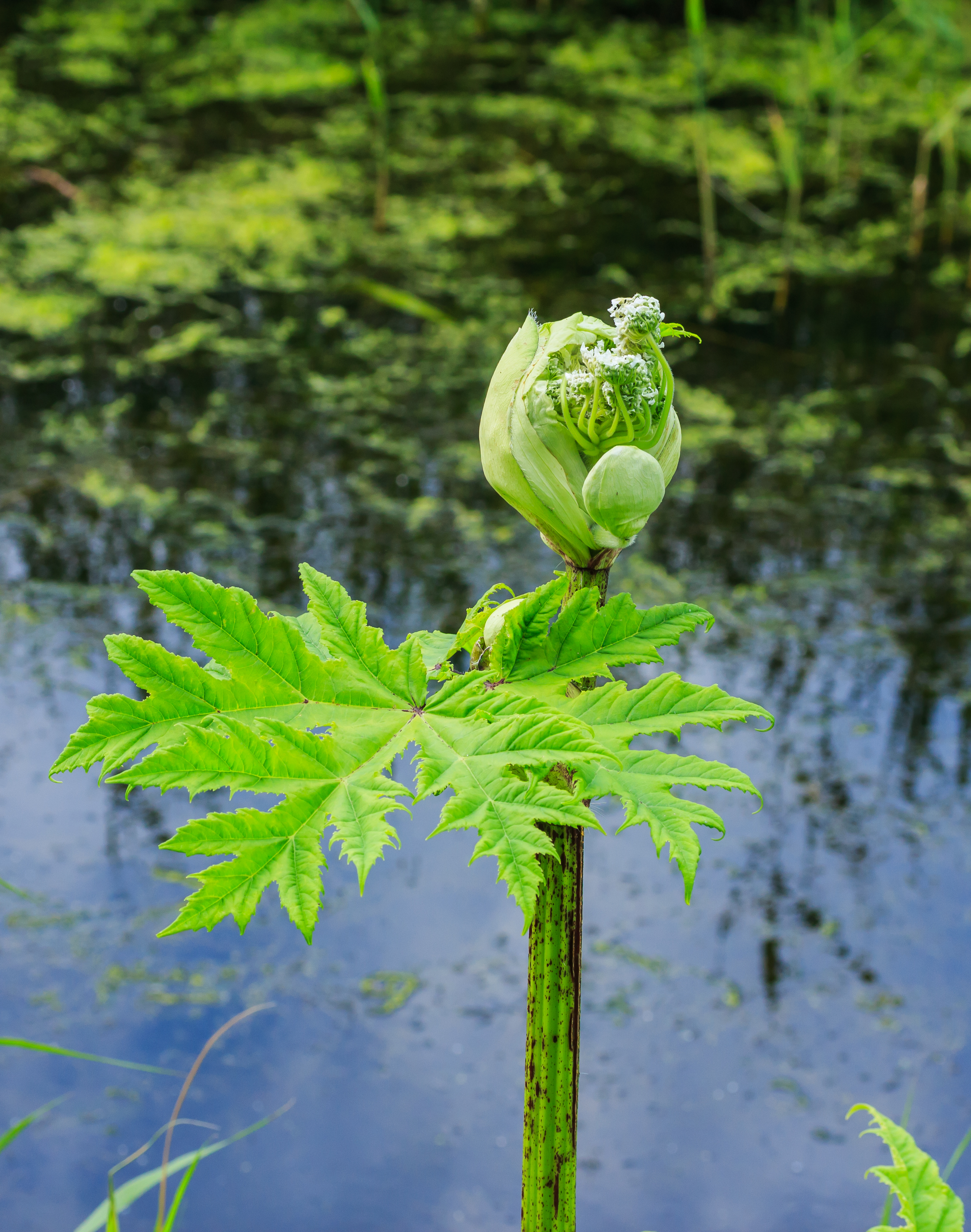 Flower bud common hogweed (Heracleum sphondylium). Location. Lauwersmeer National Park in the Netherlands.