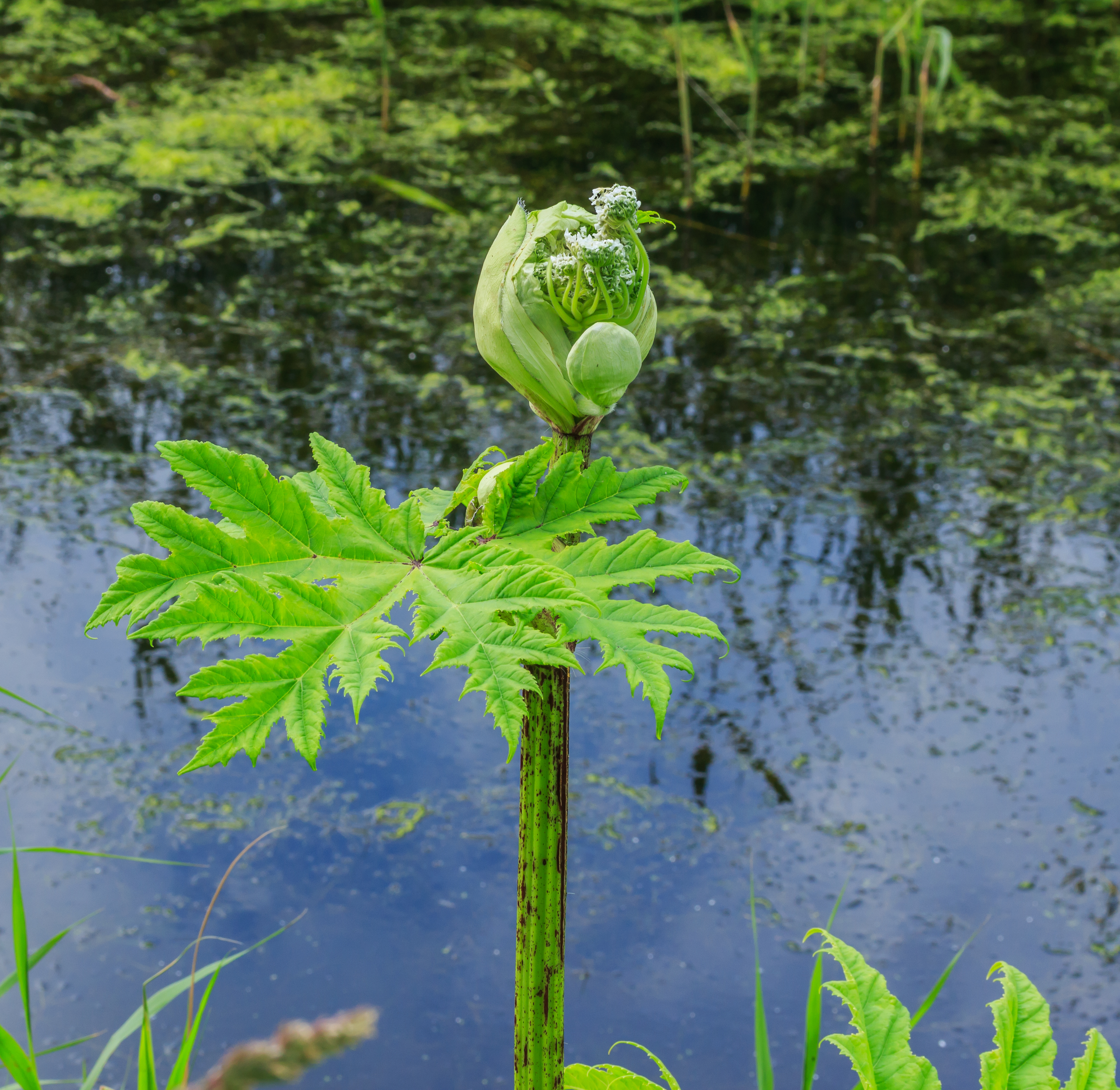 Flower bud common hogweed (Heracleum sphondylium). Location. Lauwersmeer National Park in the Netherlands.