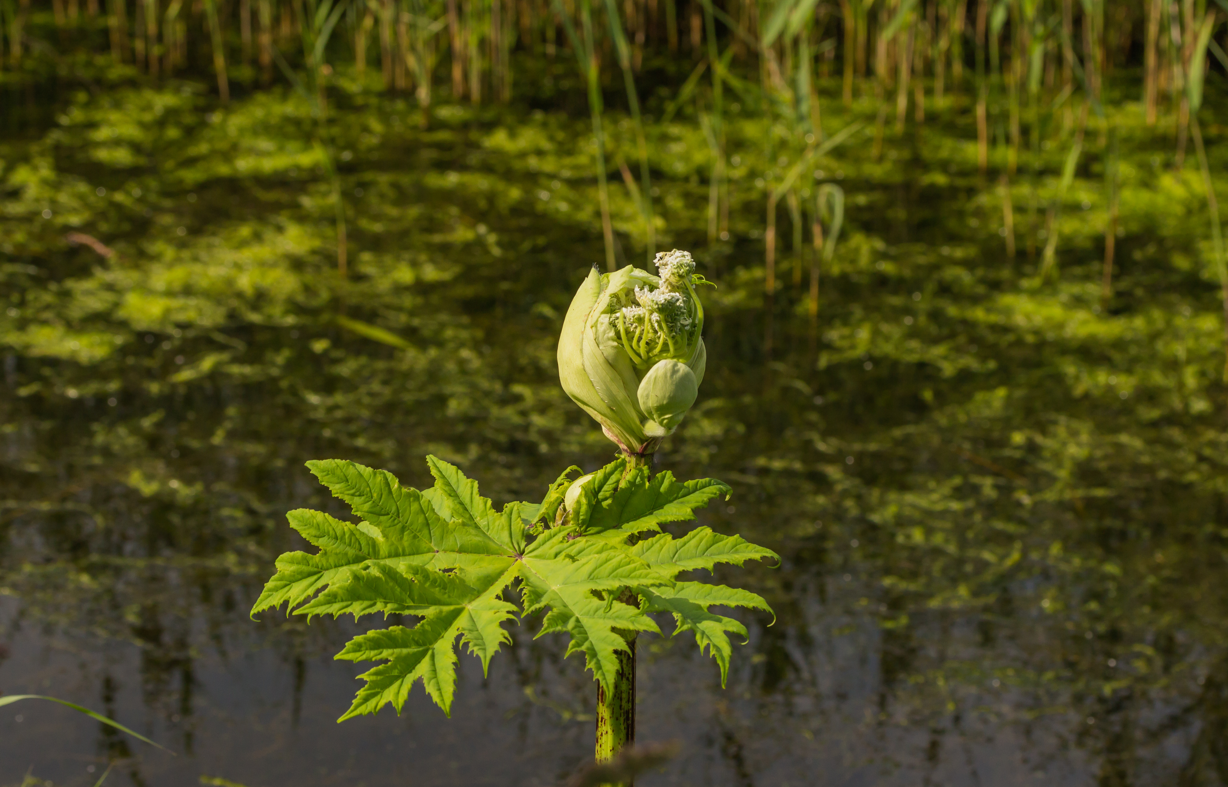 Flower bud common hogweed (Heracleum sphondylium). Location. Lauwersmeer National Park in the Netherlands.