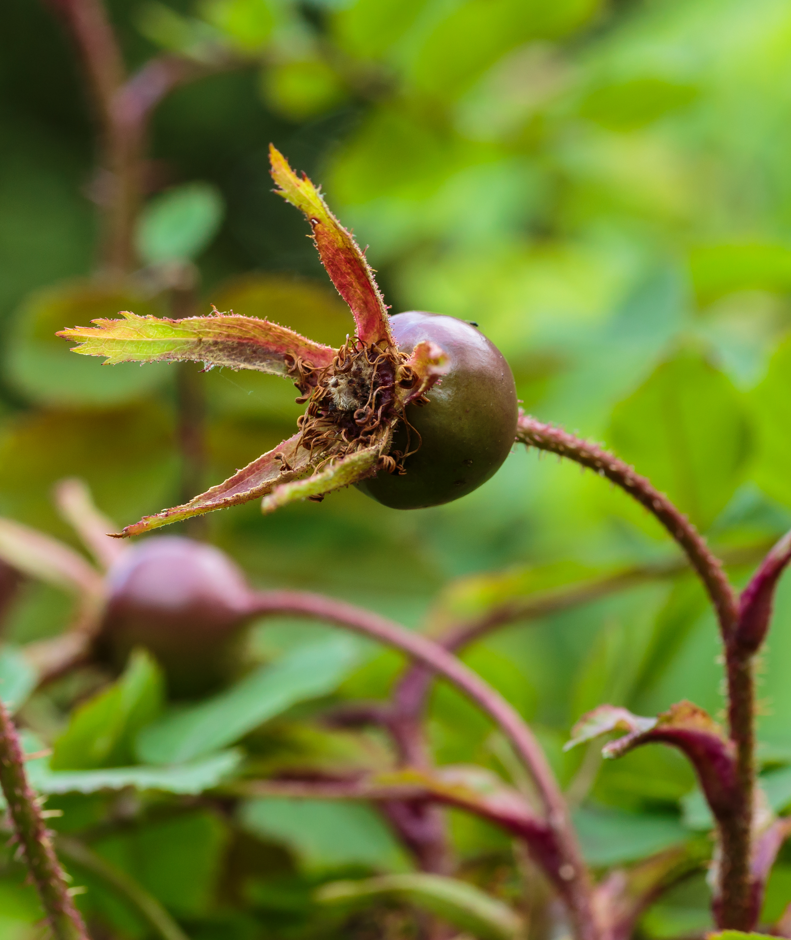 Rosehip of dune rose (Rosa pimpinellifolia). Location. Lauwersmeer National Park in the Netherlands
